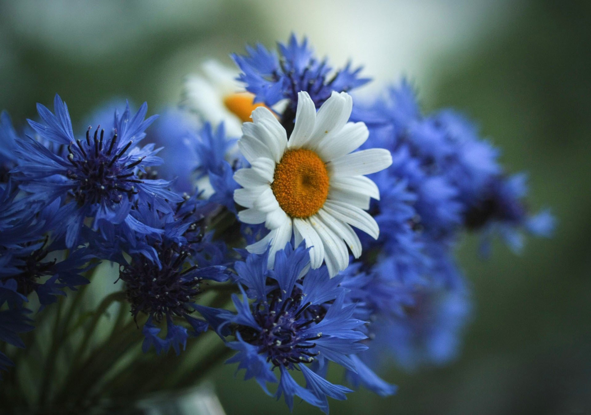 flower cornflowers chamomile field