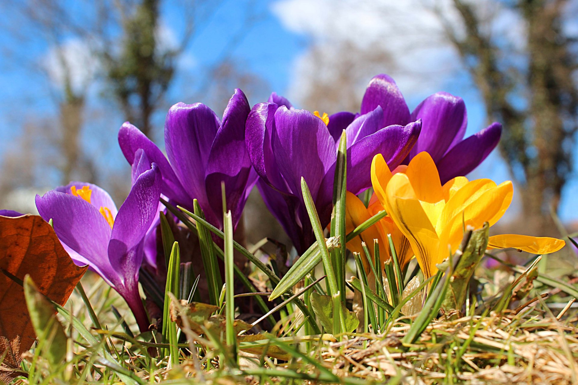 spring flower crocus
