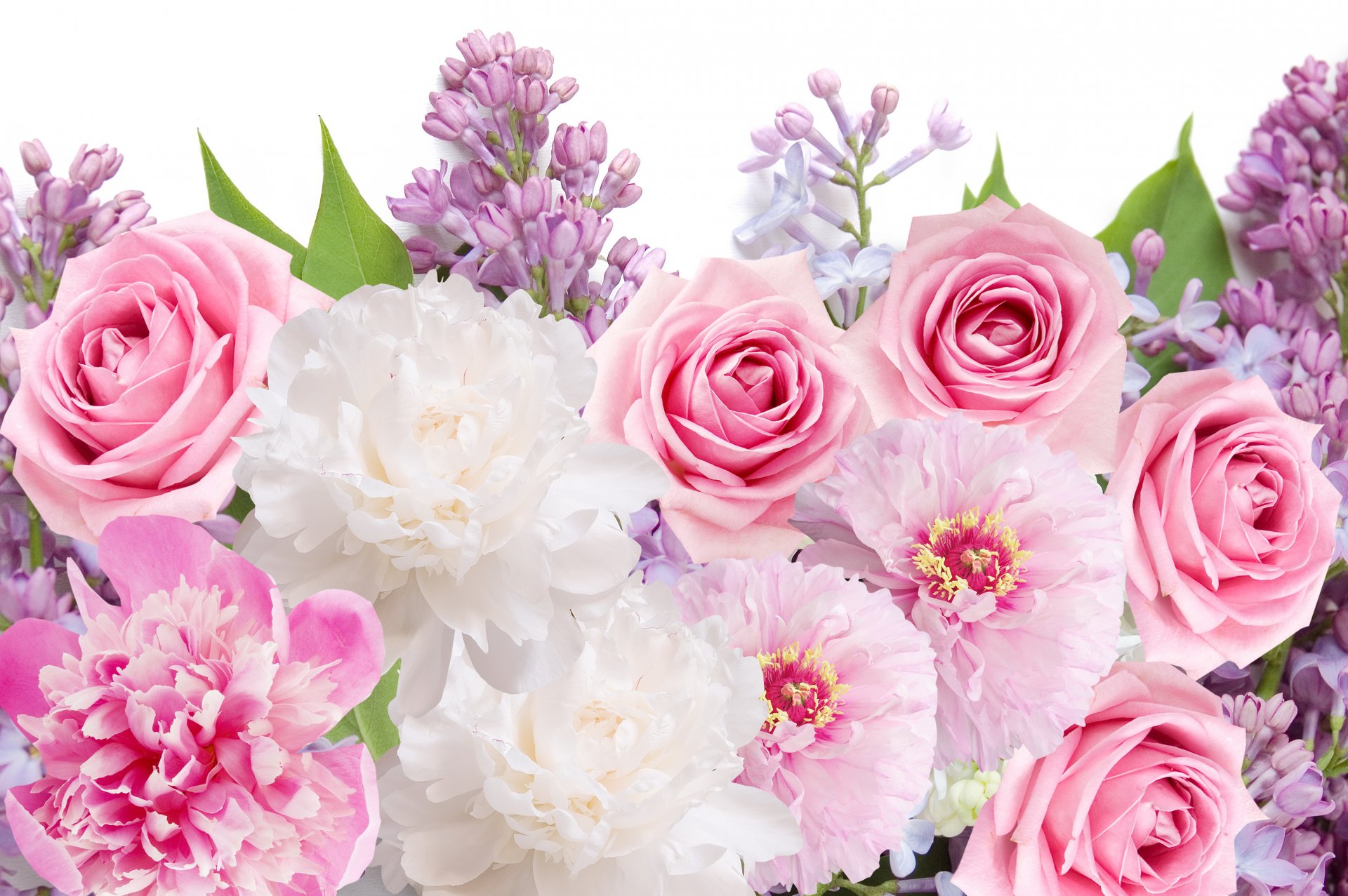 flower peonies roses lilac flowers lilacs