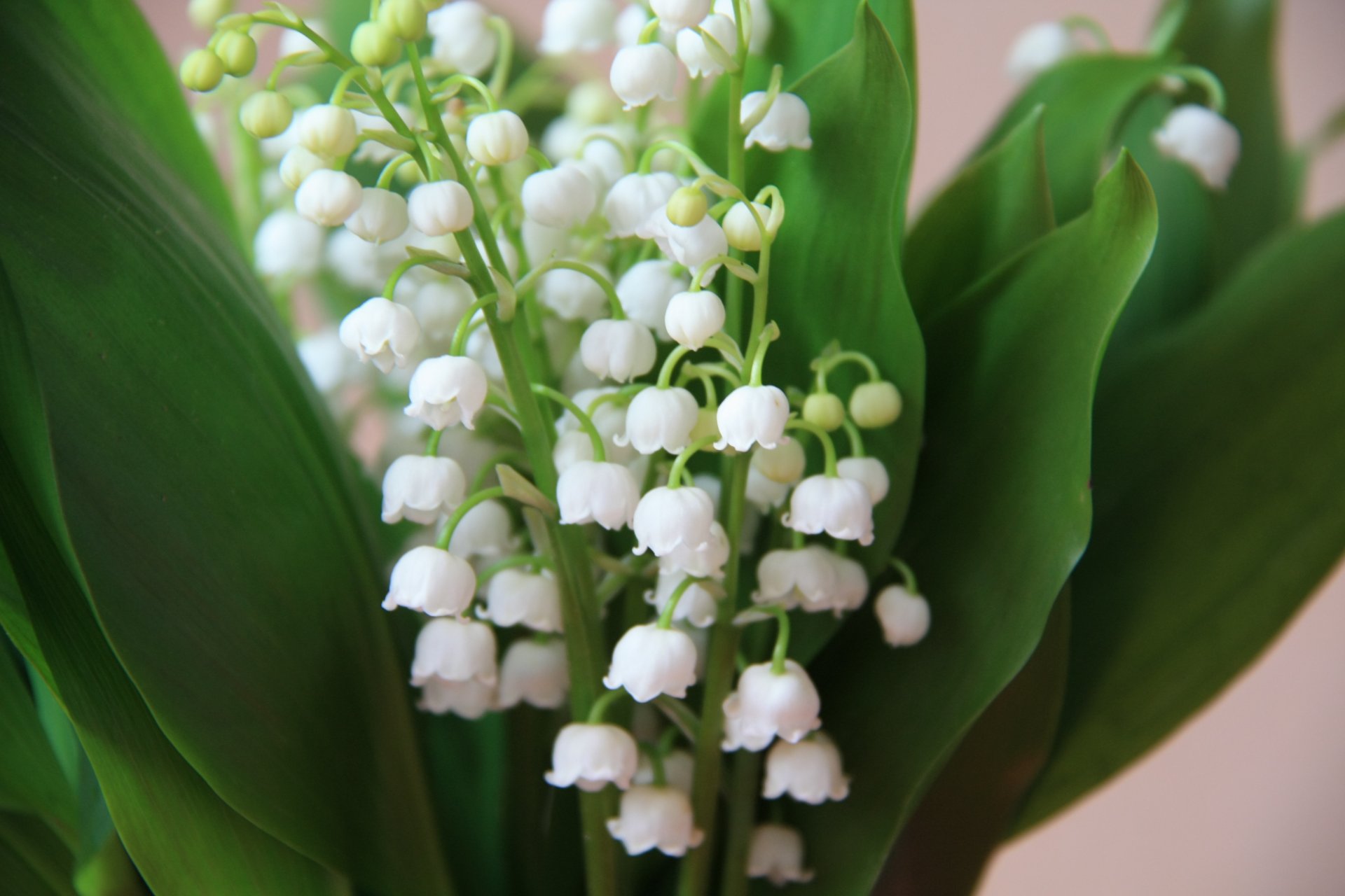 lily of the valley flower bouquet spring white