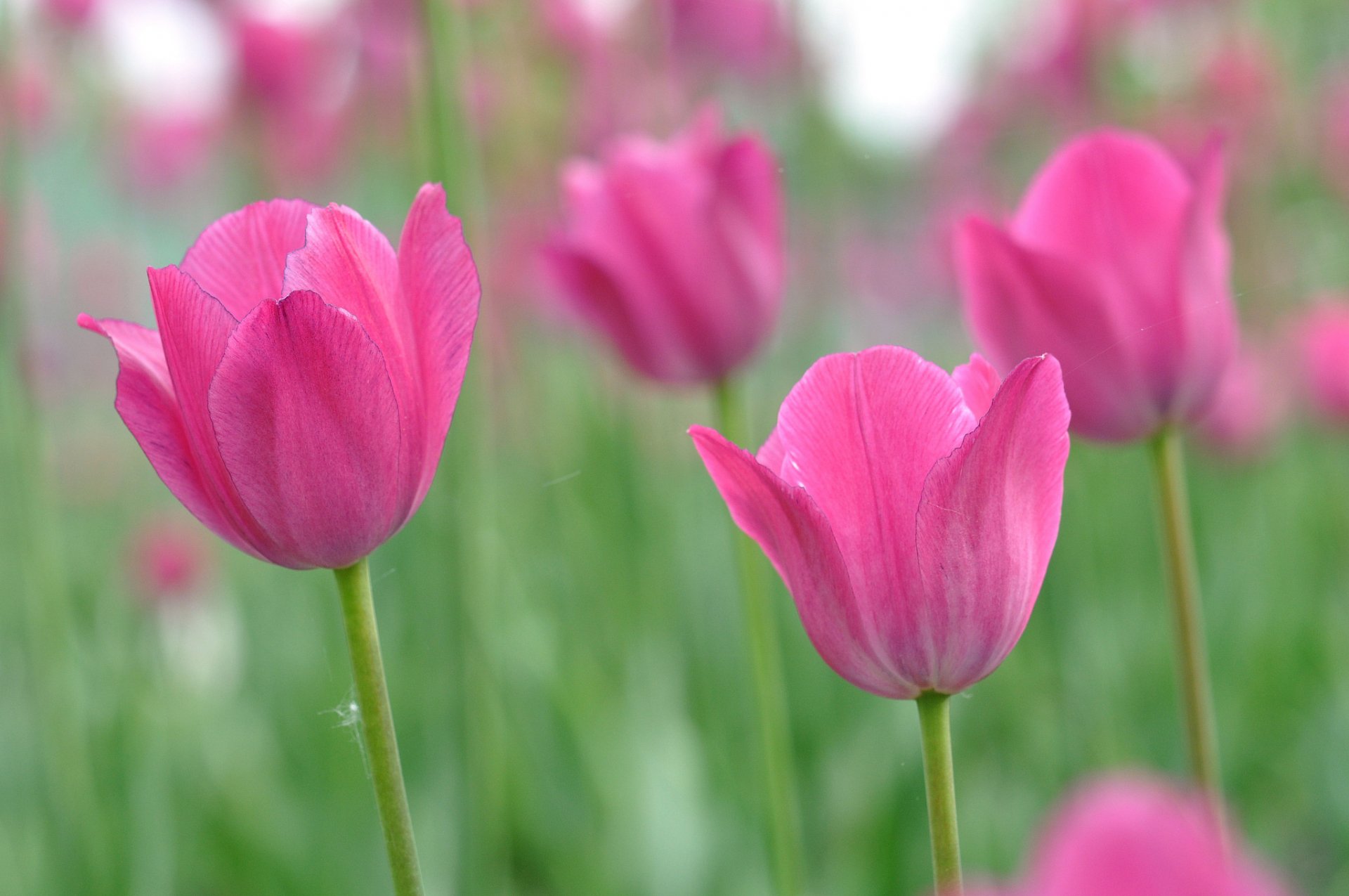 flower pink tulips