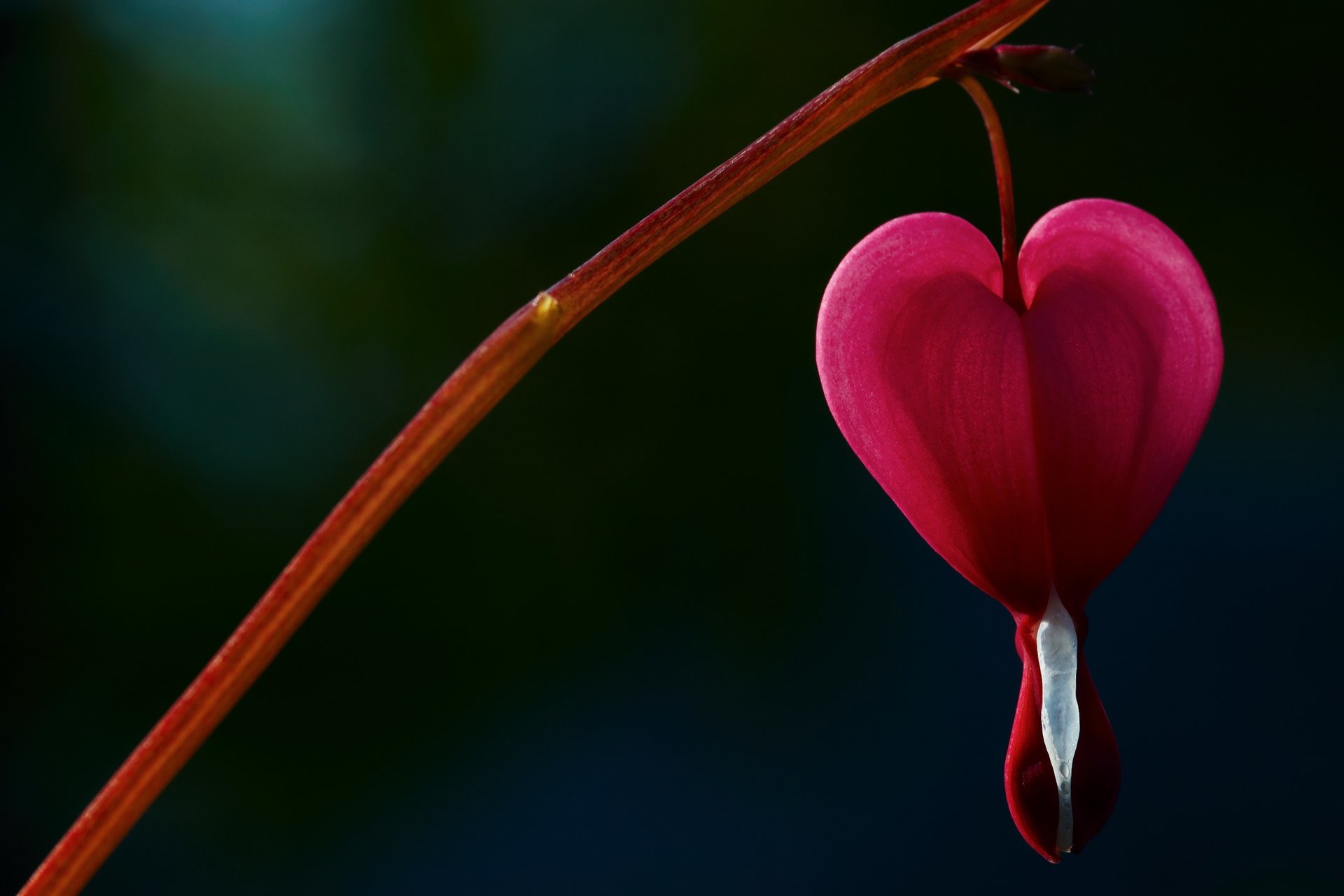 flower broken heart crying heart heart pink tree blur background wallpaper widescreen full screen hd wallpapers