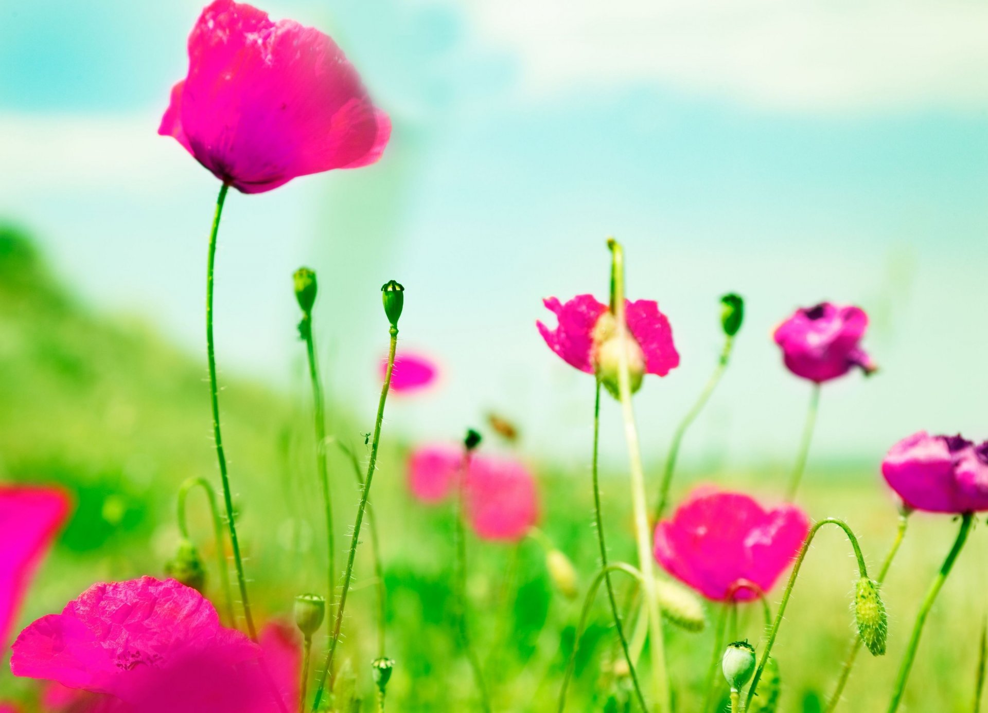 flower flowers pink green blur background wallpaper widescreen full screen hd wallpapers