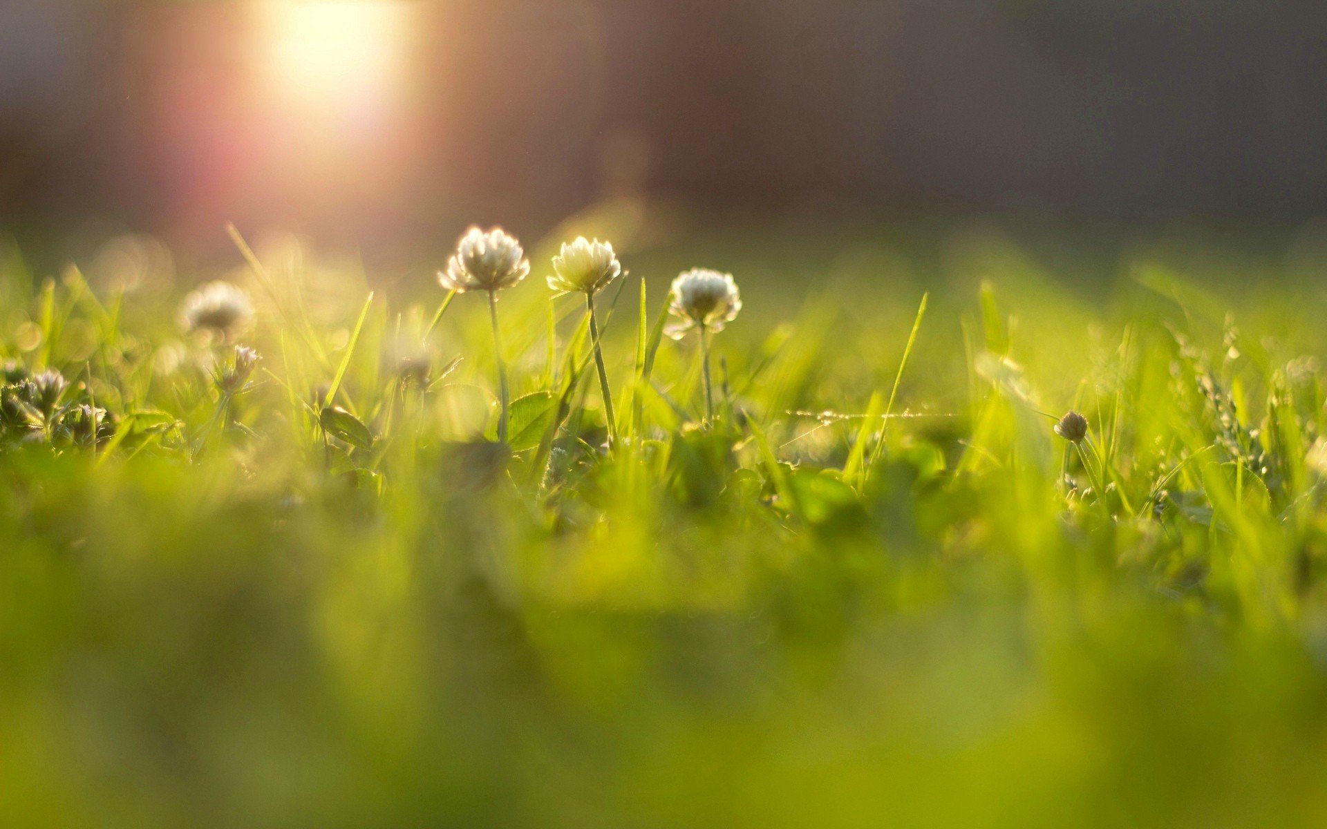flower flowers grass green meadow sun bokeh blur rays macro background wallpaper widescreen full screen hd wallpapers fullscreen