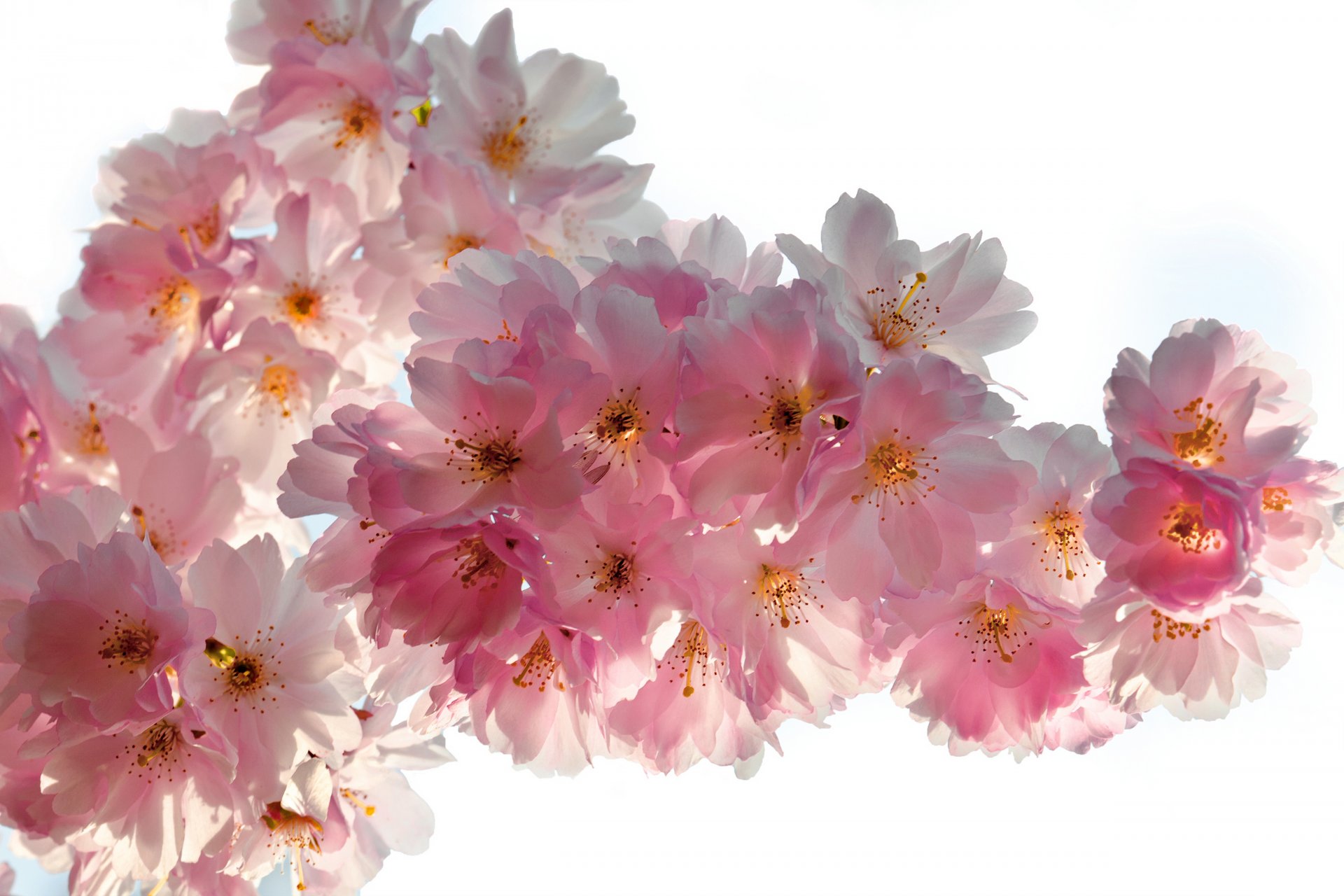 spring flowers cherry sakura blossoms tender pink white petals beauty bloom flower sweet buds branches close up