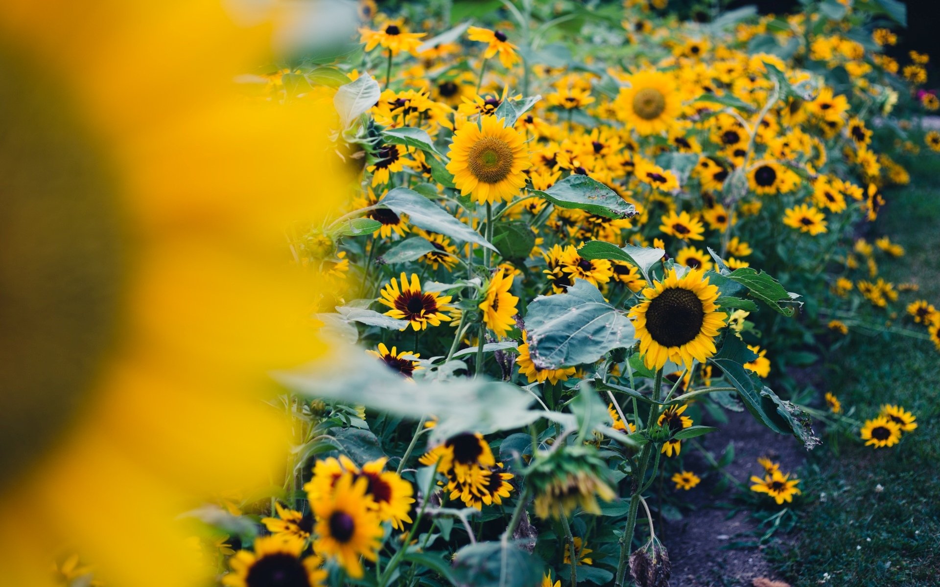 flower flowers sunflower sunflowers the field leaves nature background wallpaper widescreen full screen hd wallpapers fullscreen