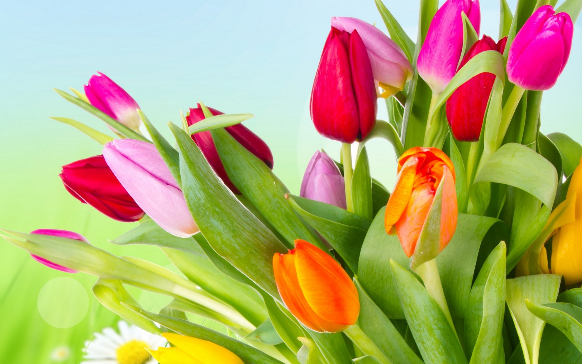tulips flowers varicoloured bright yellow orange red pink petals beauty flower colored