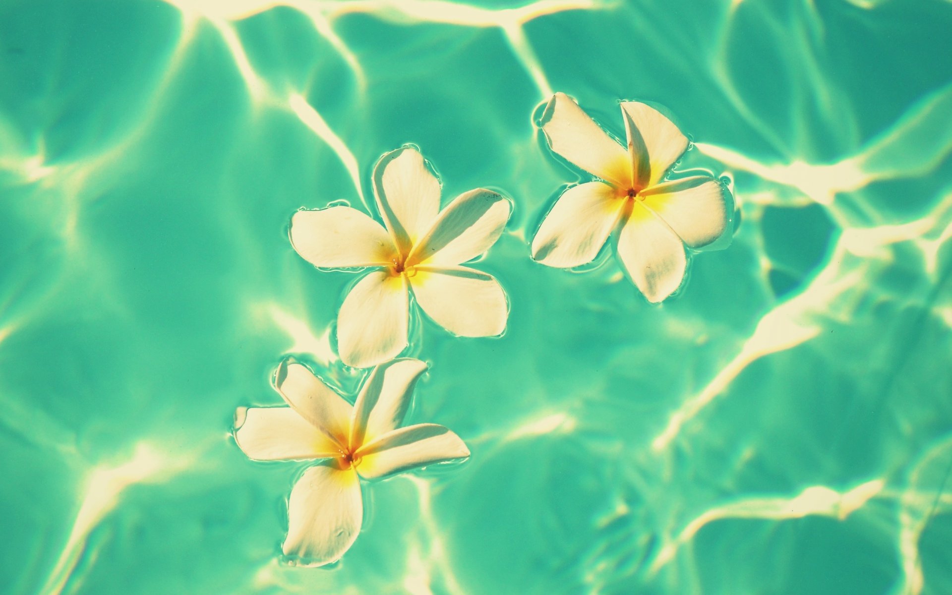 flower flowers frangipani plumeria white water waves blue background wallpaper widescreen full screen hd wallpapers