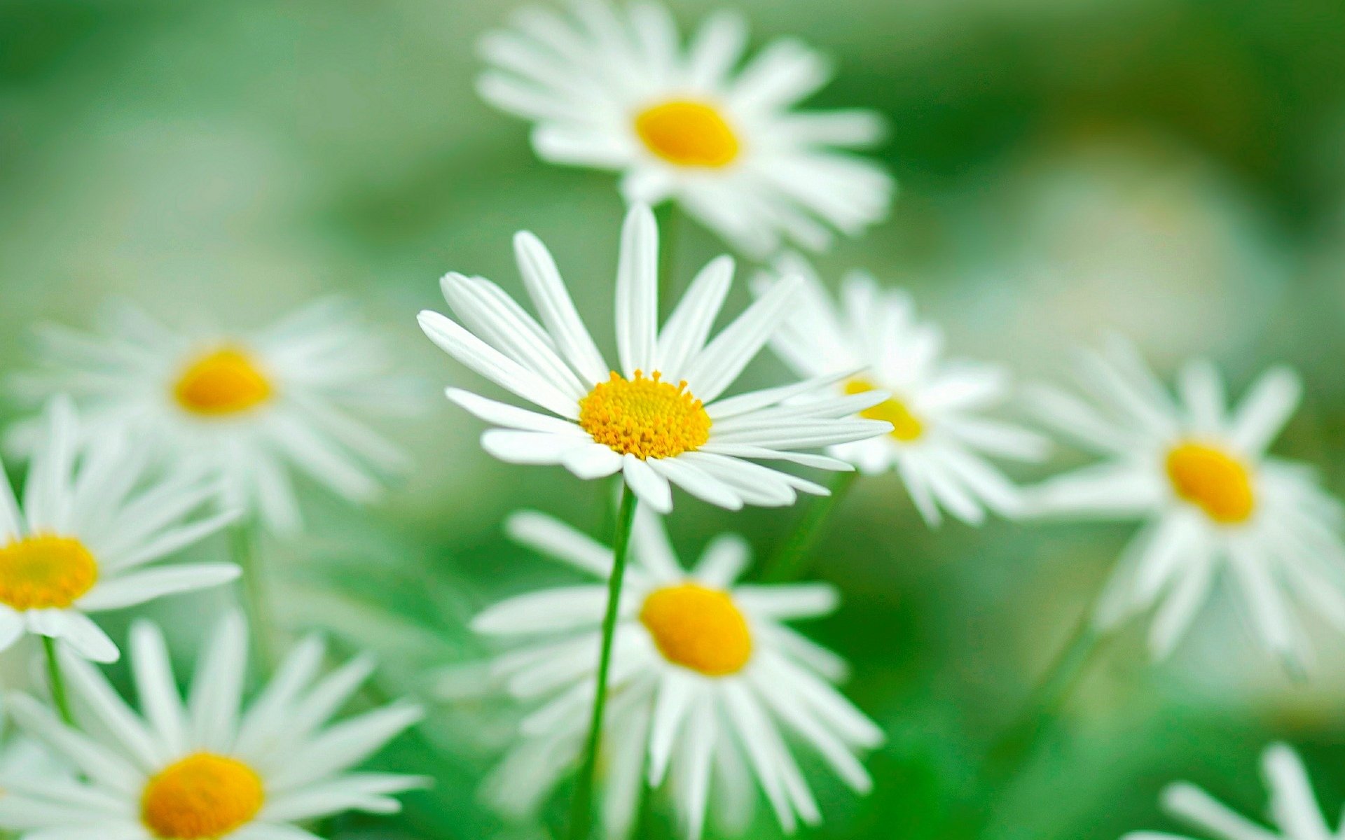 flower flowers daisy green vegetation blur macro background wallpaper widescreen full screen hd wallpapers fullscreen