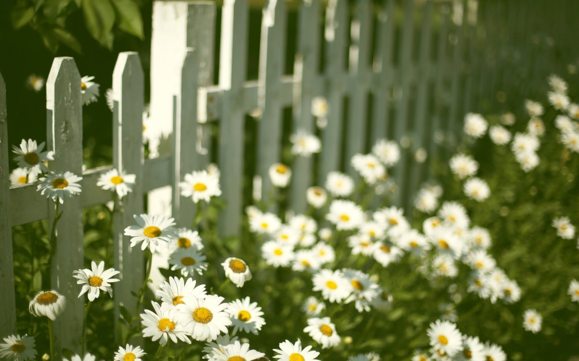 mood flower flowers chamomile daisy fence fencing background wallpaper widescreen full screen hd wallpapers fullscreen