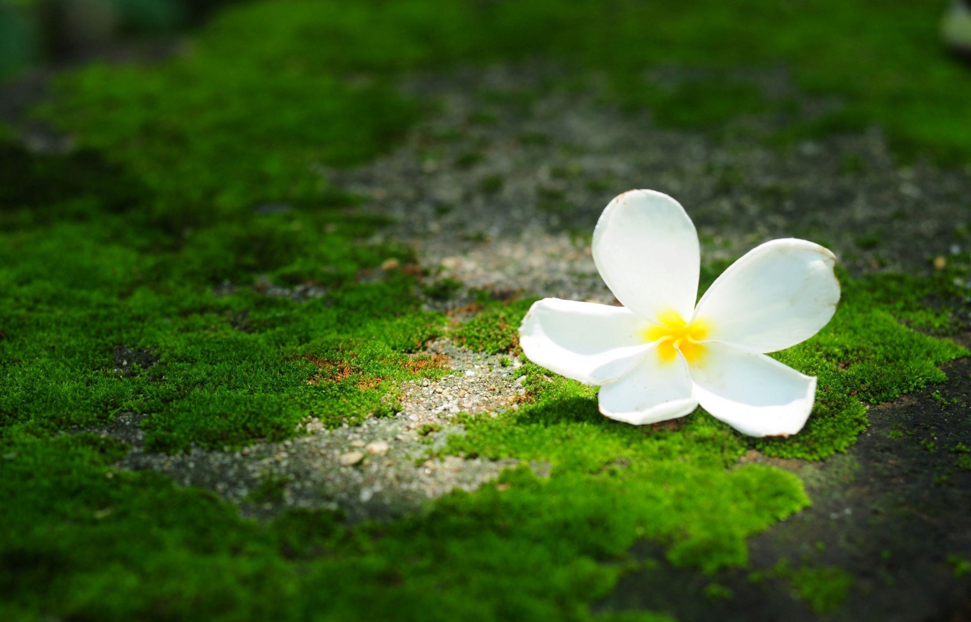 flower frangipani plumeria green background wallpaper widescreen full screen hd wallpapers