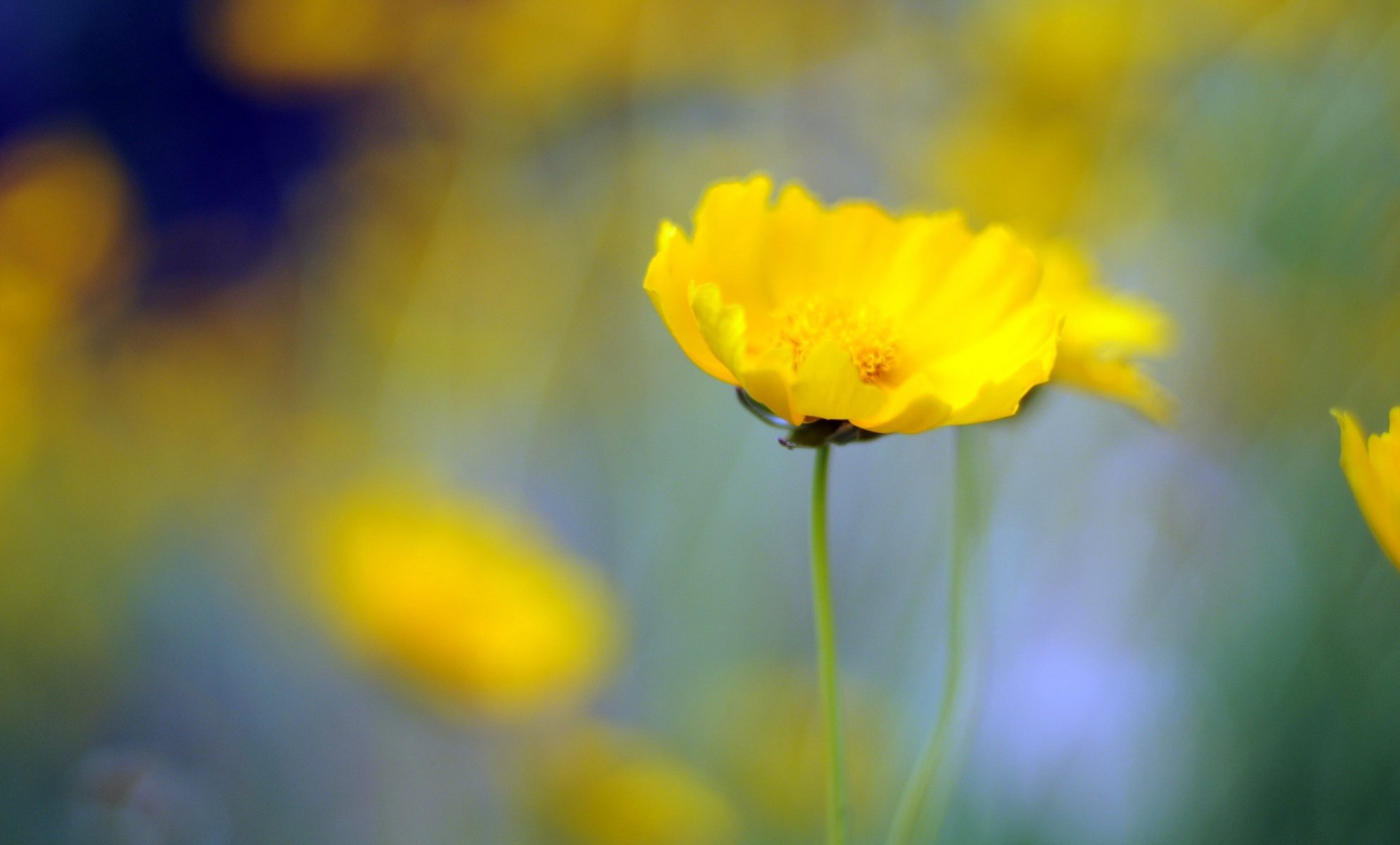 flower yellow blur background wallpaper widescreen full screen hd wallpapers fullscreen