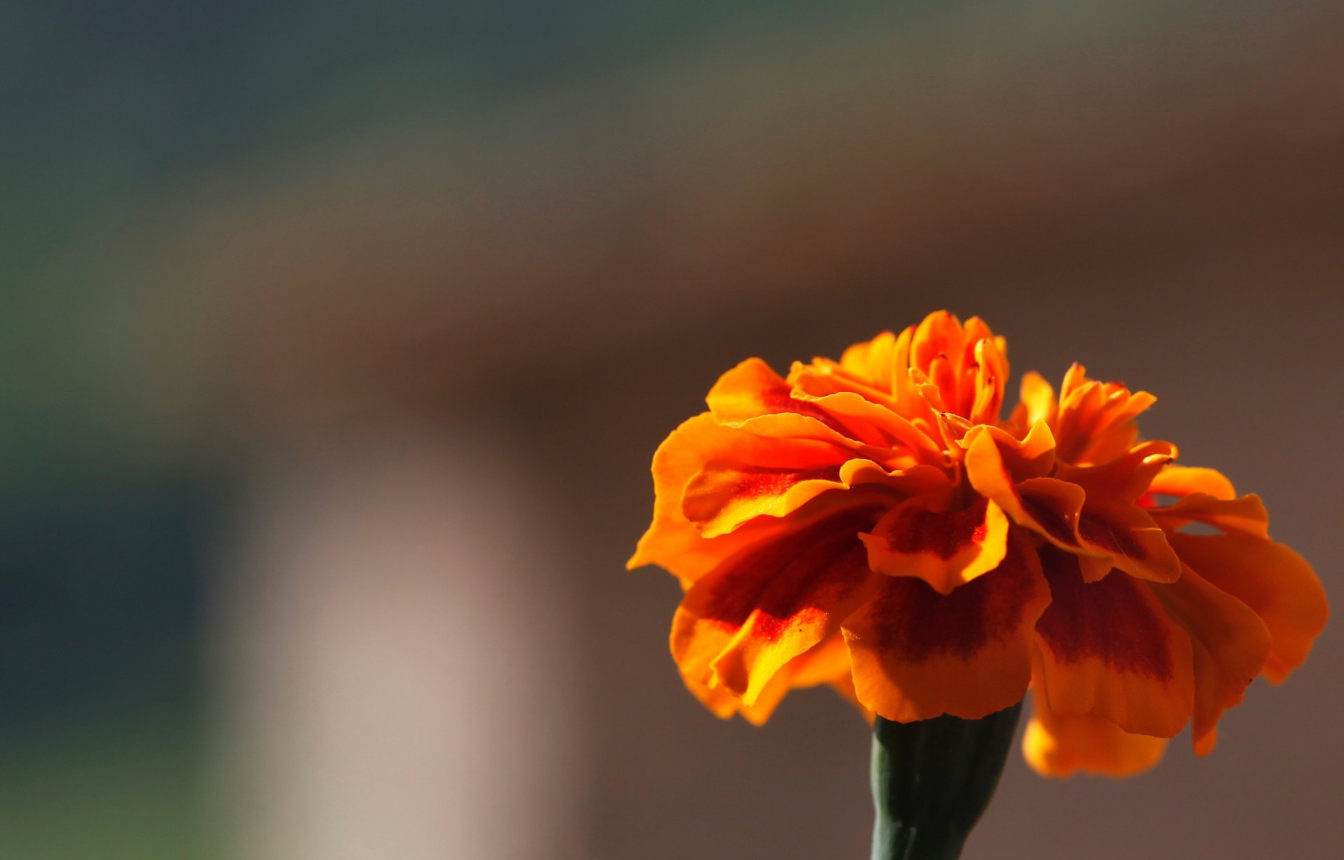 flower barhatets orange blur background wallpaper widescreen full screen hd wallpapers fullscreen