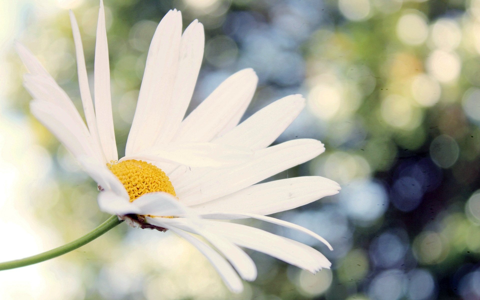 flower close up daisy chamomile white bokeh blur background wallpaper widescreen full screen hd wallpapers fullscreen