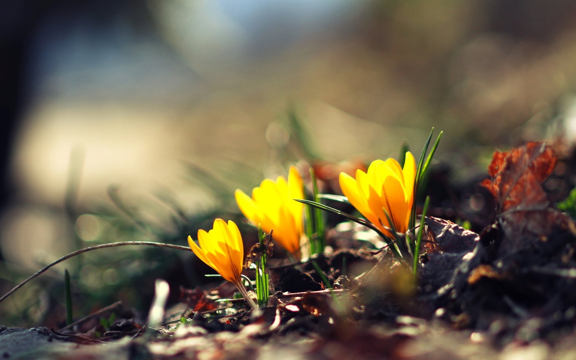 flower flowers yellow green blur bokeh background wallpaper widescreen full screen hd wallpapers
