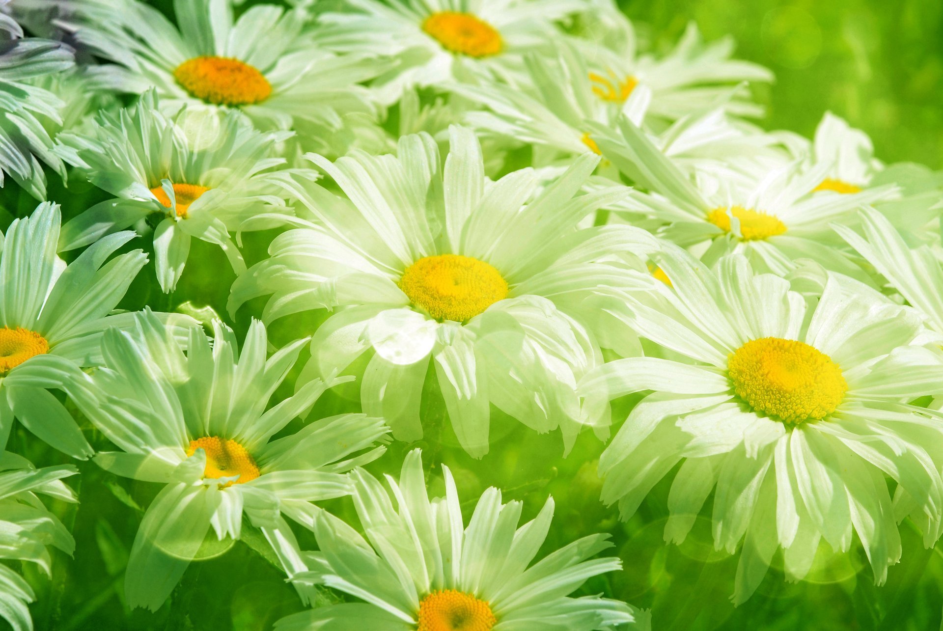 camomile white leaves green flowers grass meadow spring freshness beauty blur chamomile transparent flower
