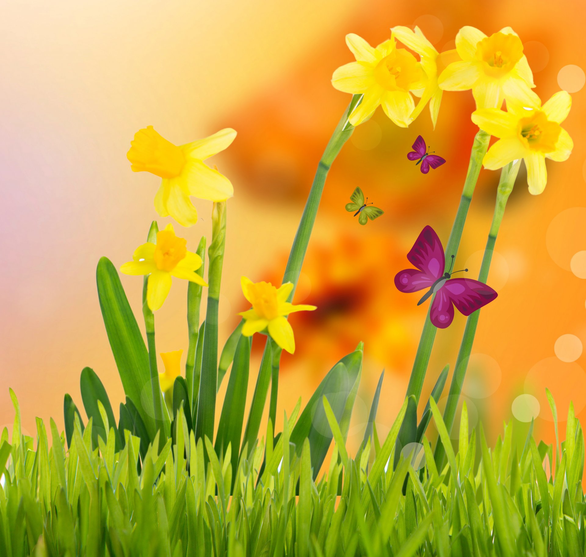 spring flowers yellow meadow butterflies flower daffodils butterfly grass bloom