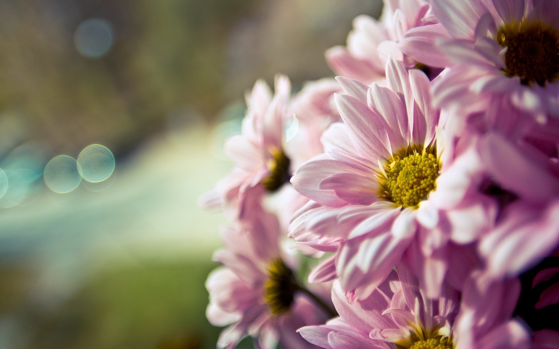 flower pink close up flowers macro blur bokeh background wallpaper widescreen full screen hd wallpapers fullscreen
