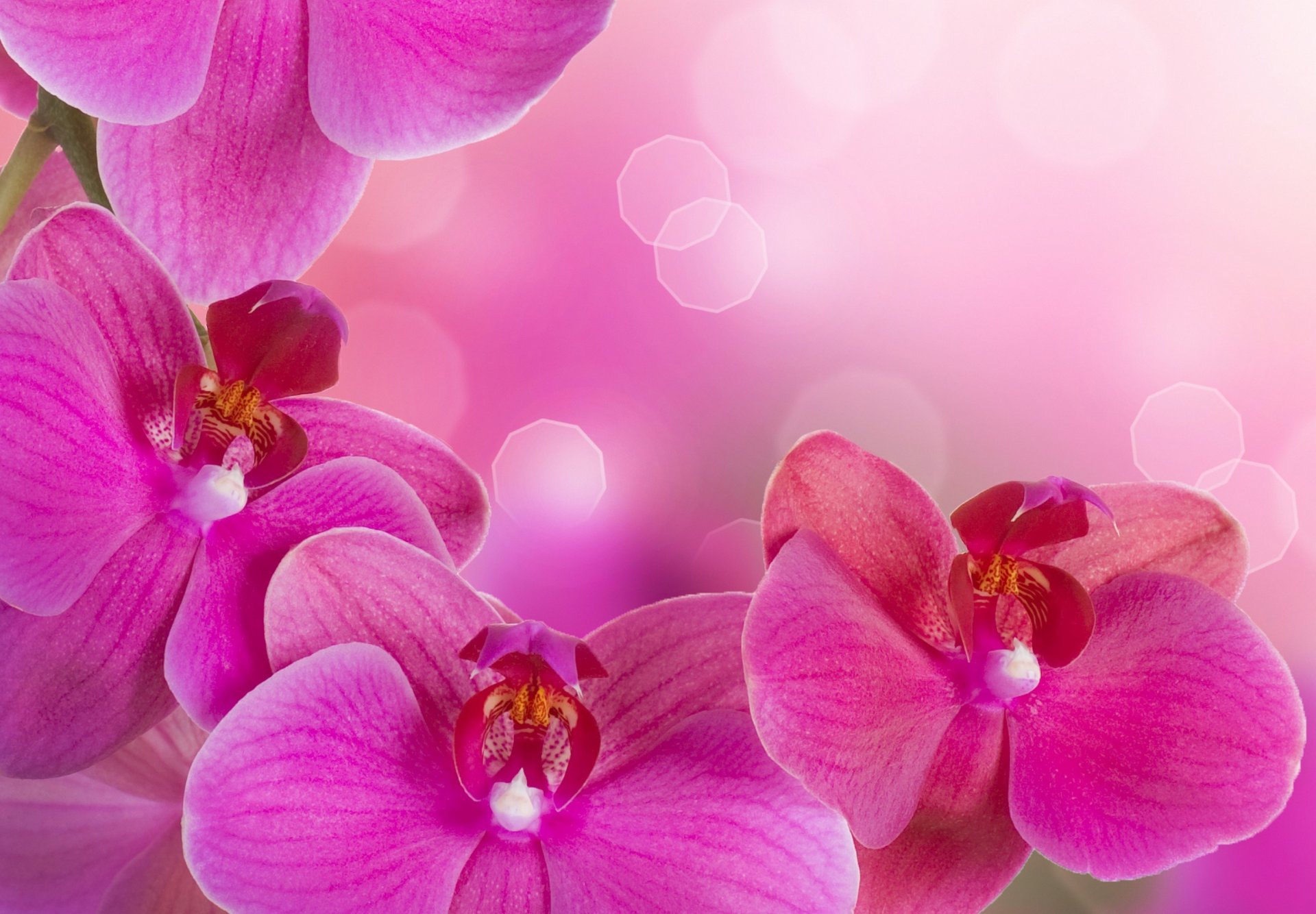 orchid phalaenopsis bright pink petals branch beauty flowers tenderness flower hot pink tender