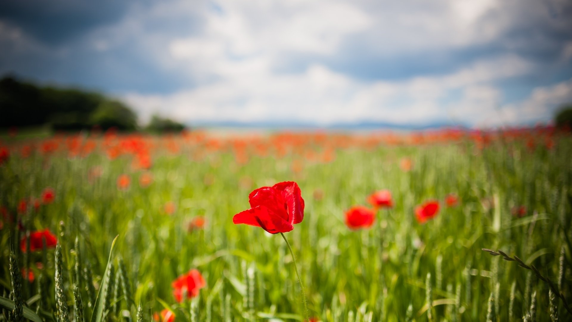 flower flowers red tulip tulips the field green ears background blur wallpaper widescreen full screen hd wallpapers fullscreen