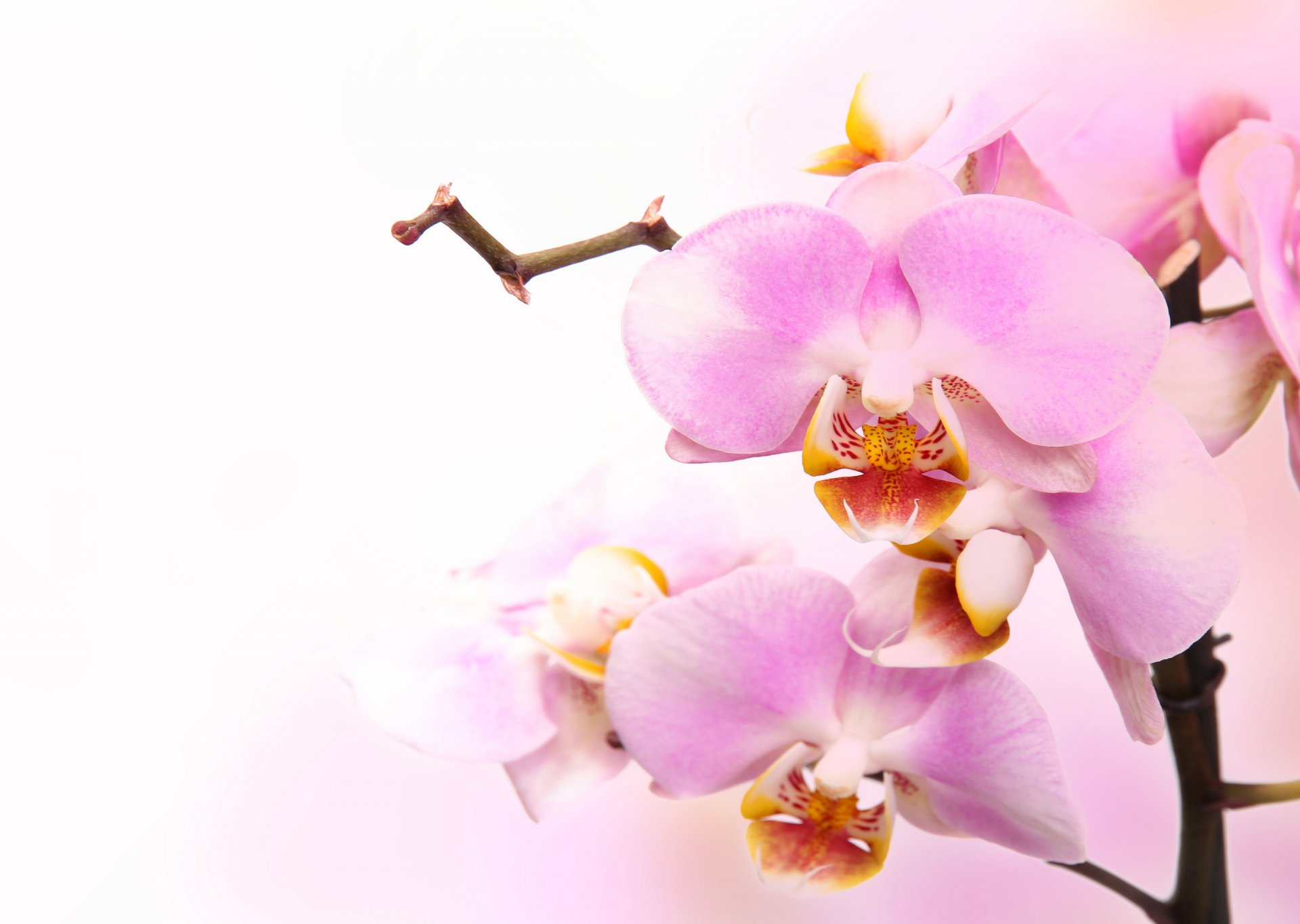 orchid phalaenopsis pink petals branch beauty flowers tenderness flower pale pink buds tender