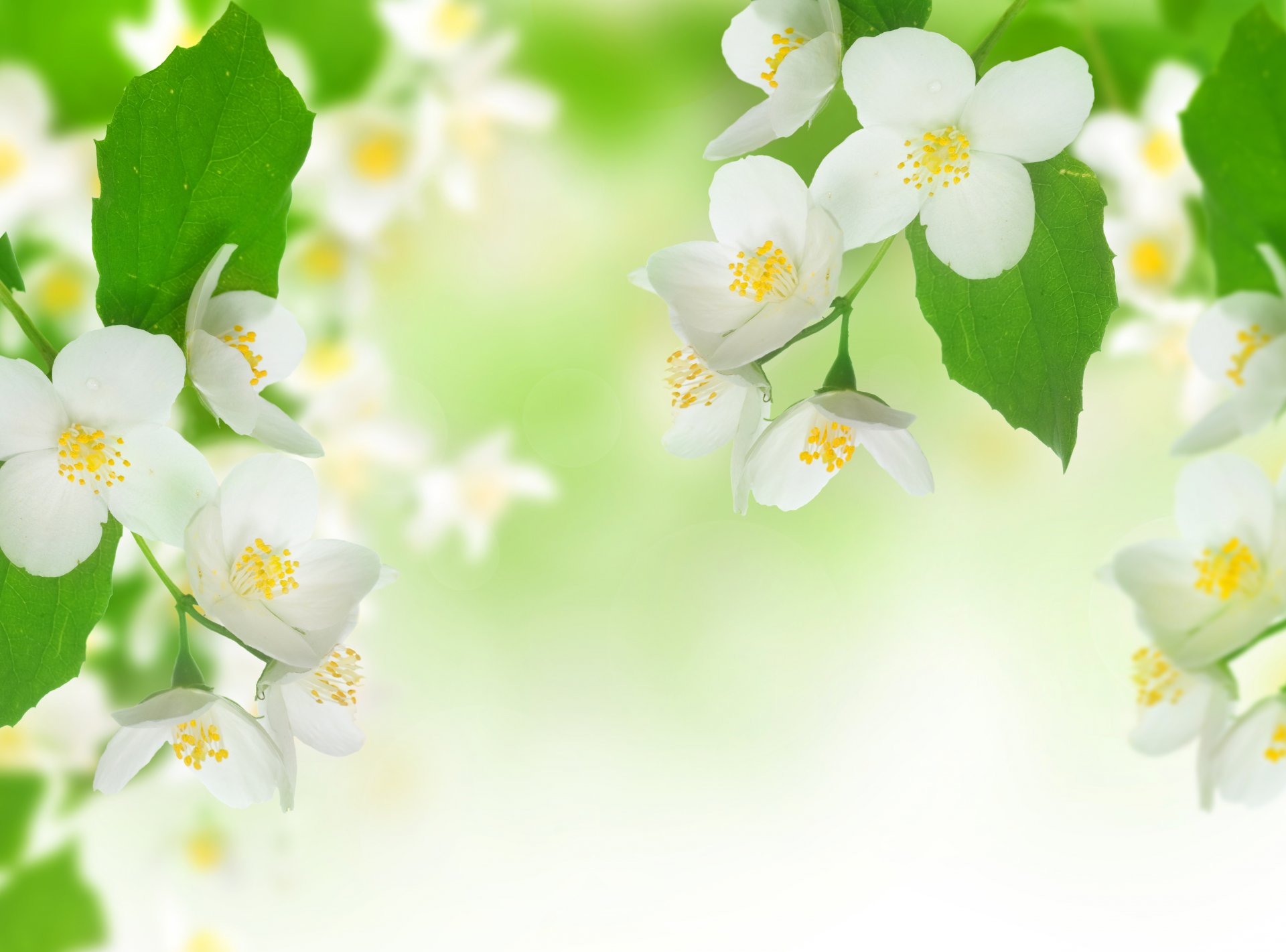 jasmine tender spirit flowers white branch leaves spring freshness beauty gentle mood flower stamens