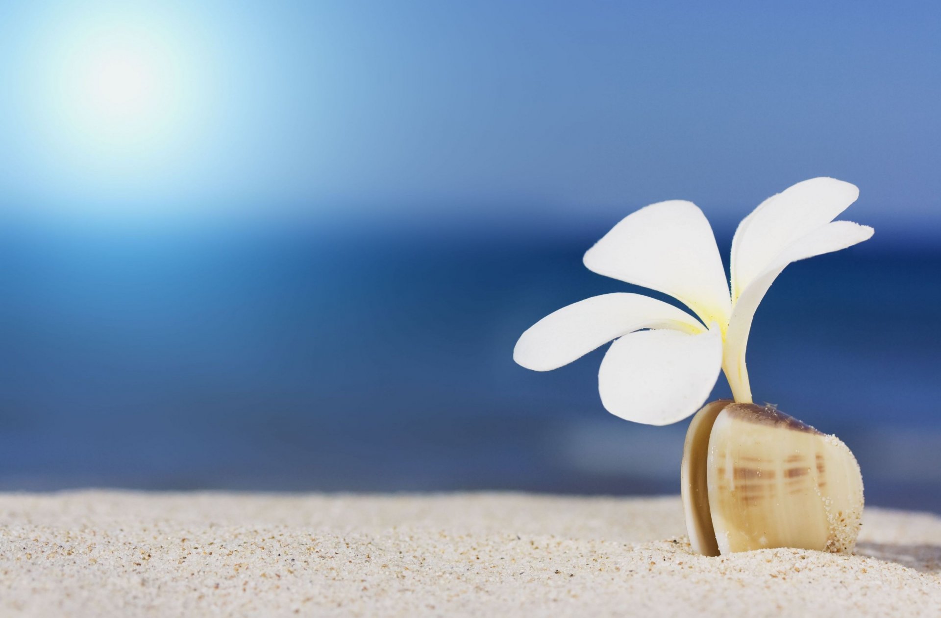 flower flowers white petals shell sea sand close up wallpaper widescreen full screen hd wallpapers background fullscreen