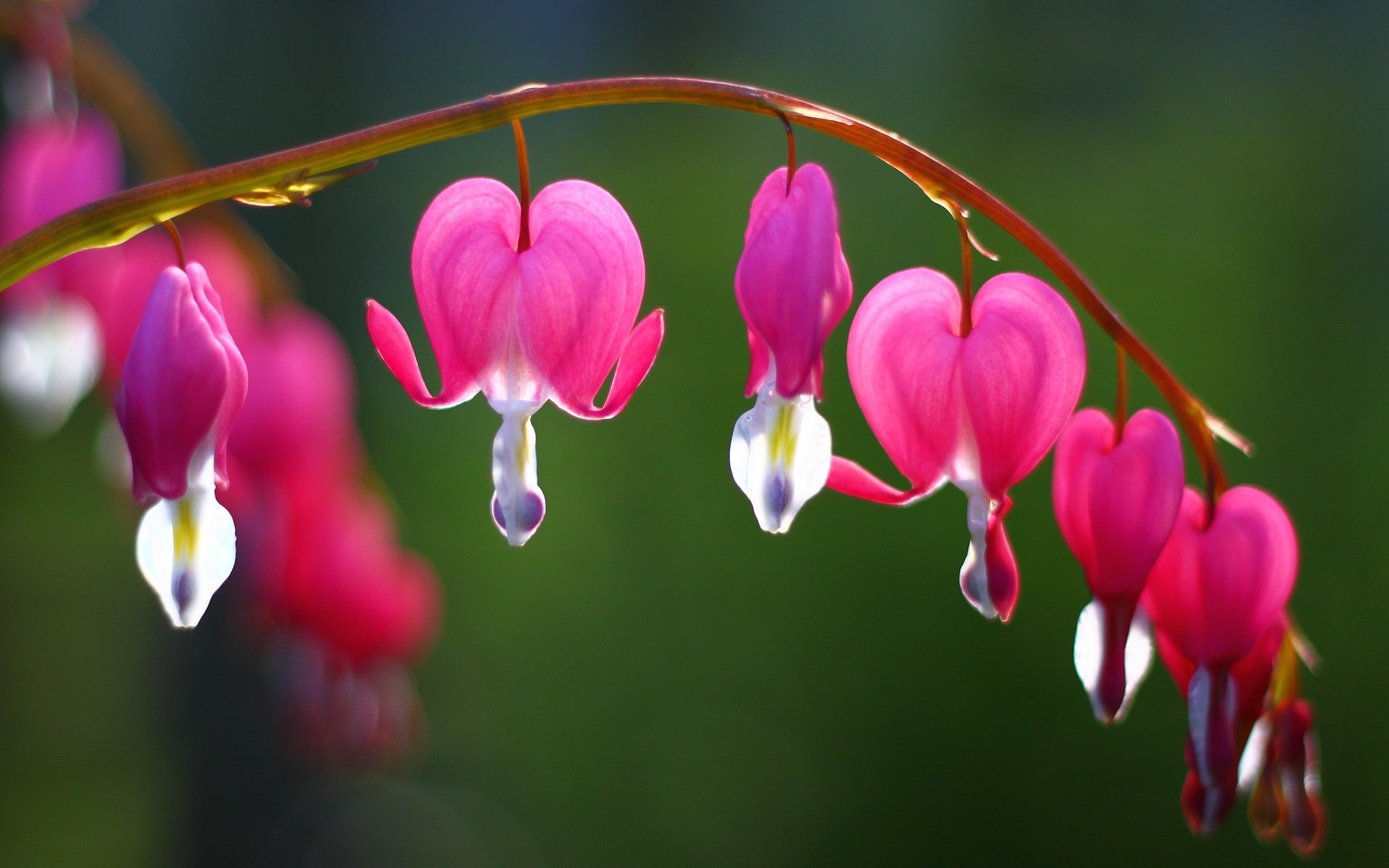 flower flowers broken heart crying heart pink branch tree background blur wallpaper widescreen full screen hd wallpapers