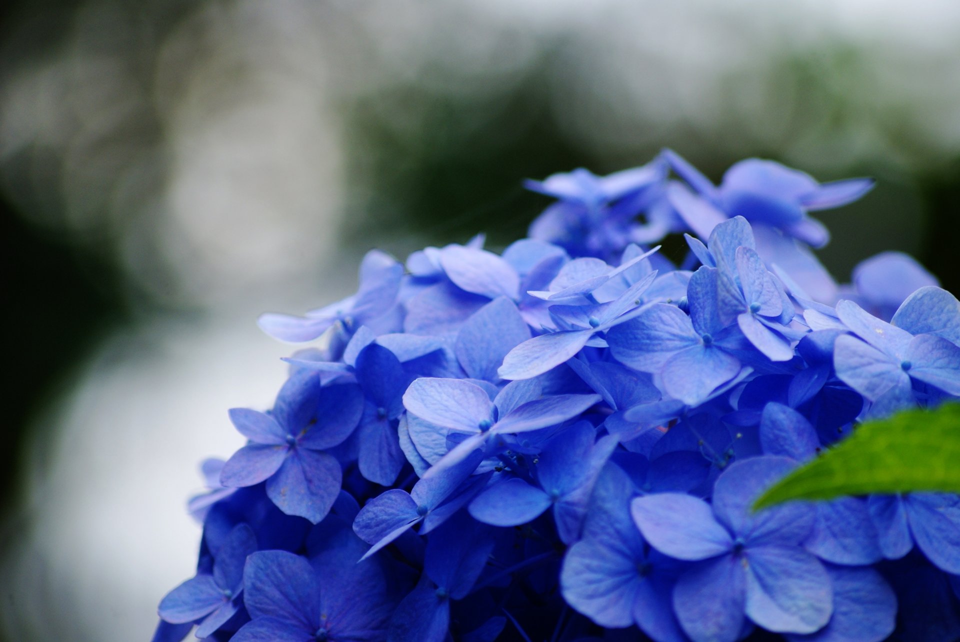 close up flower blue leaf green blur background wallpaper widescreen full screen hd wallpapers fullscreen