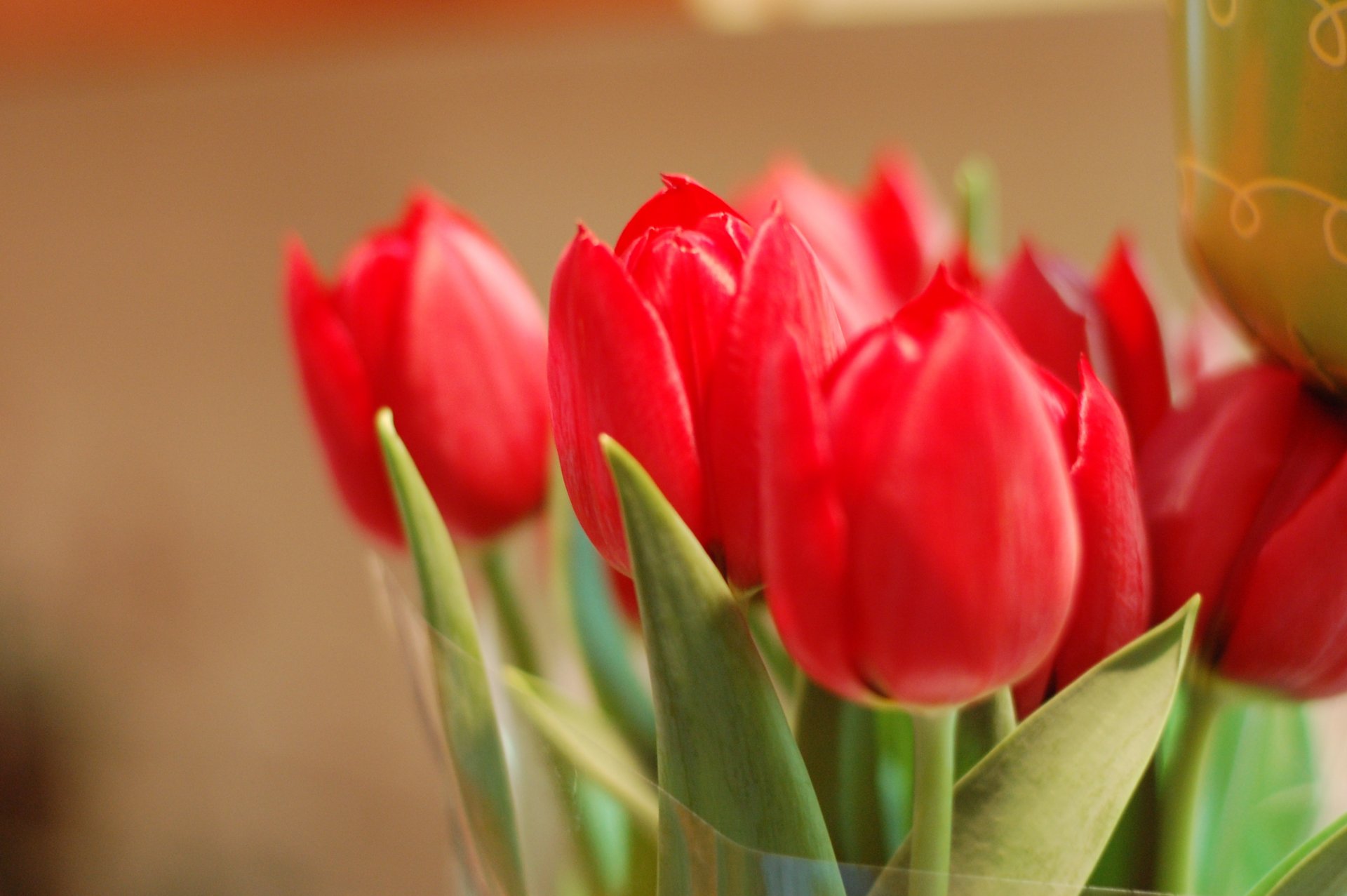 flower flowers tulips red petals bud buds close up leaves background wallpaper widescreen full screen hd wallpapers rose macro leaf fullscreen widescree