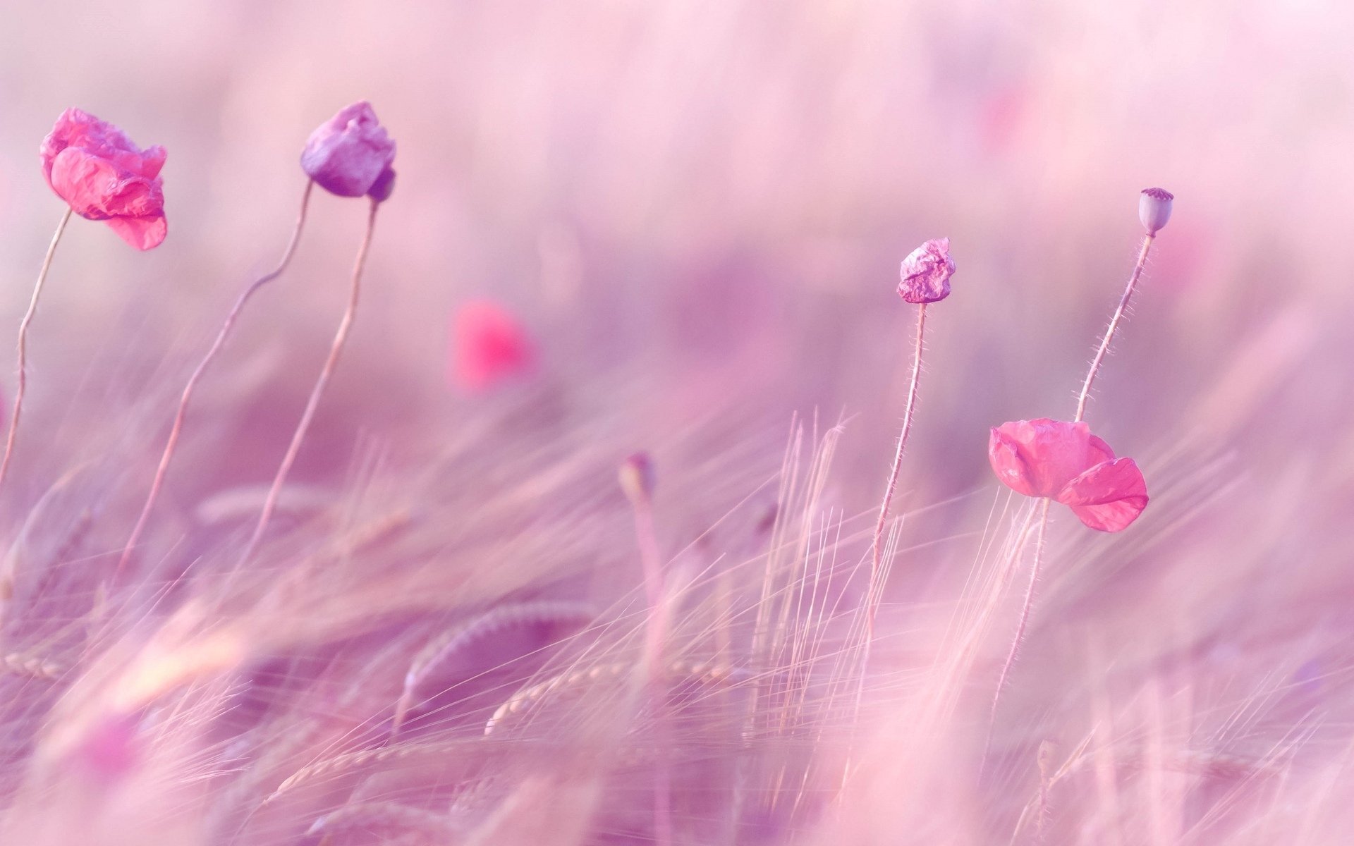 flower flowers pink the field ears wheat rye purple field background wallpaper widescreen full screen hd wallpapers fullscreen