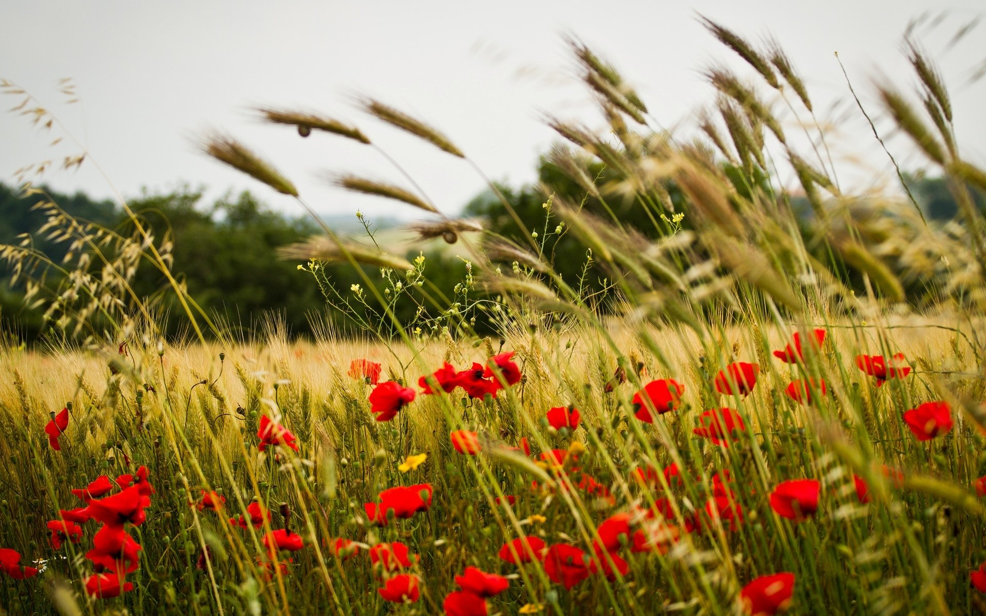 flower flowers poppy ears spikes wheat rye the field background wallpaper widescreen full screen hd wallpapers fullscreen