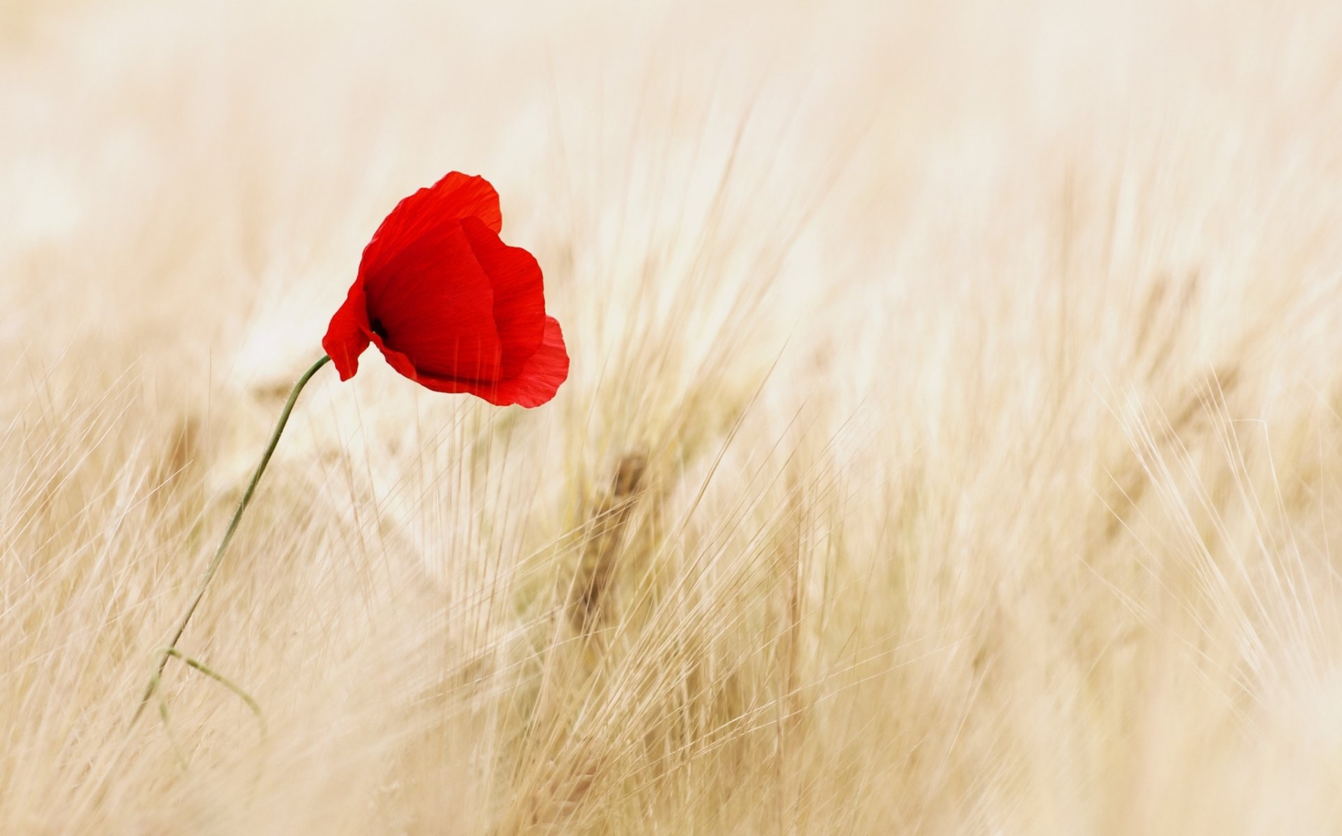 flower flowers red poppy ears rye wheat the field background wallpaper widescreen full screen hd wallpapers fullscreen