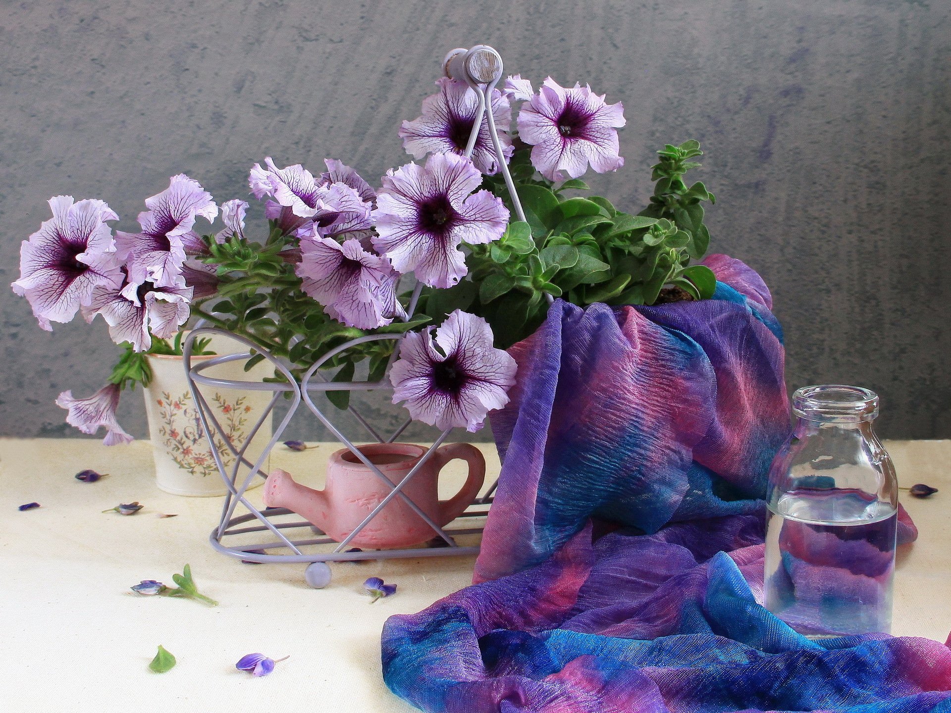 petunia flower beautiful sweet garden field bouquet purple spring summer tender beauty flowers petals nature water lake a bottle cloth