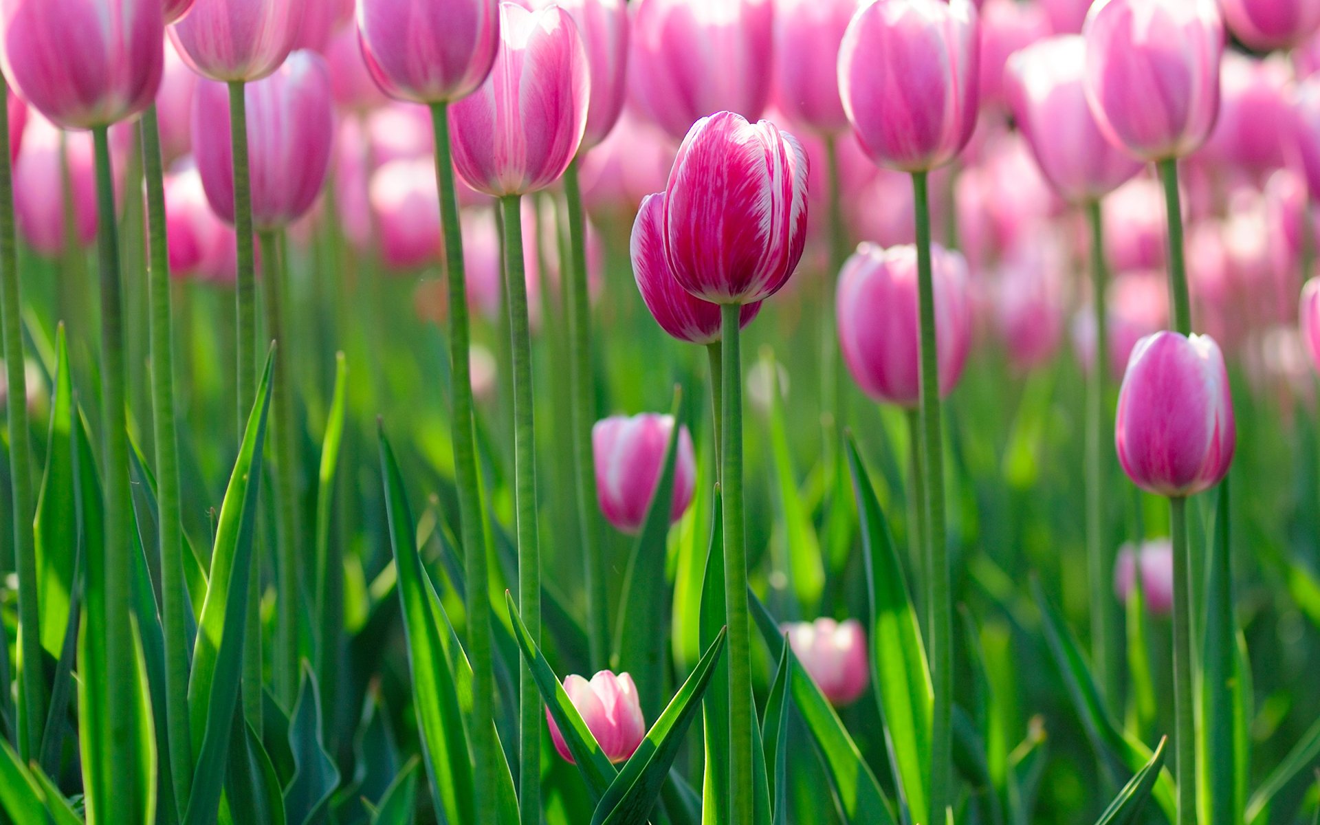 tulips wallpapers flowers hd flowers bokeh flower flowers green tulips beauty morning light freshness summer positive spring summer wallpapers petals spring wallpaper bokeh hd wallpapers wallpaper fre