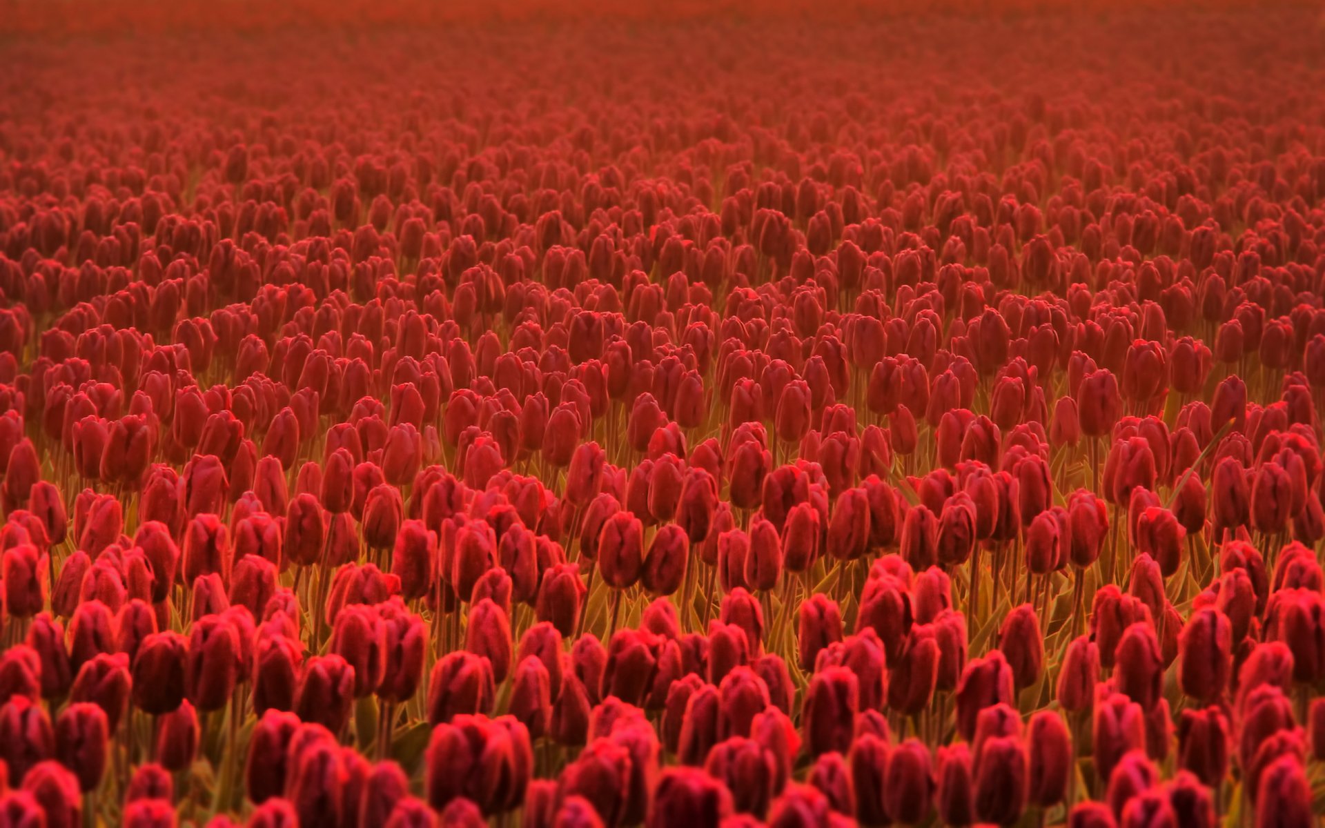 tulips flower flowers spring summer spring flowers summer flowers the field of the field freshness cass red