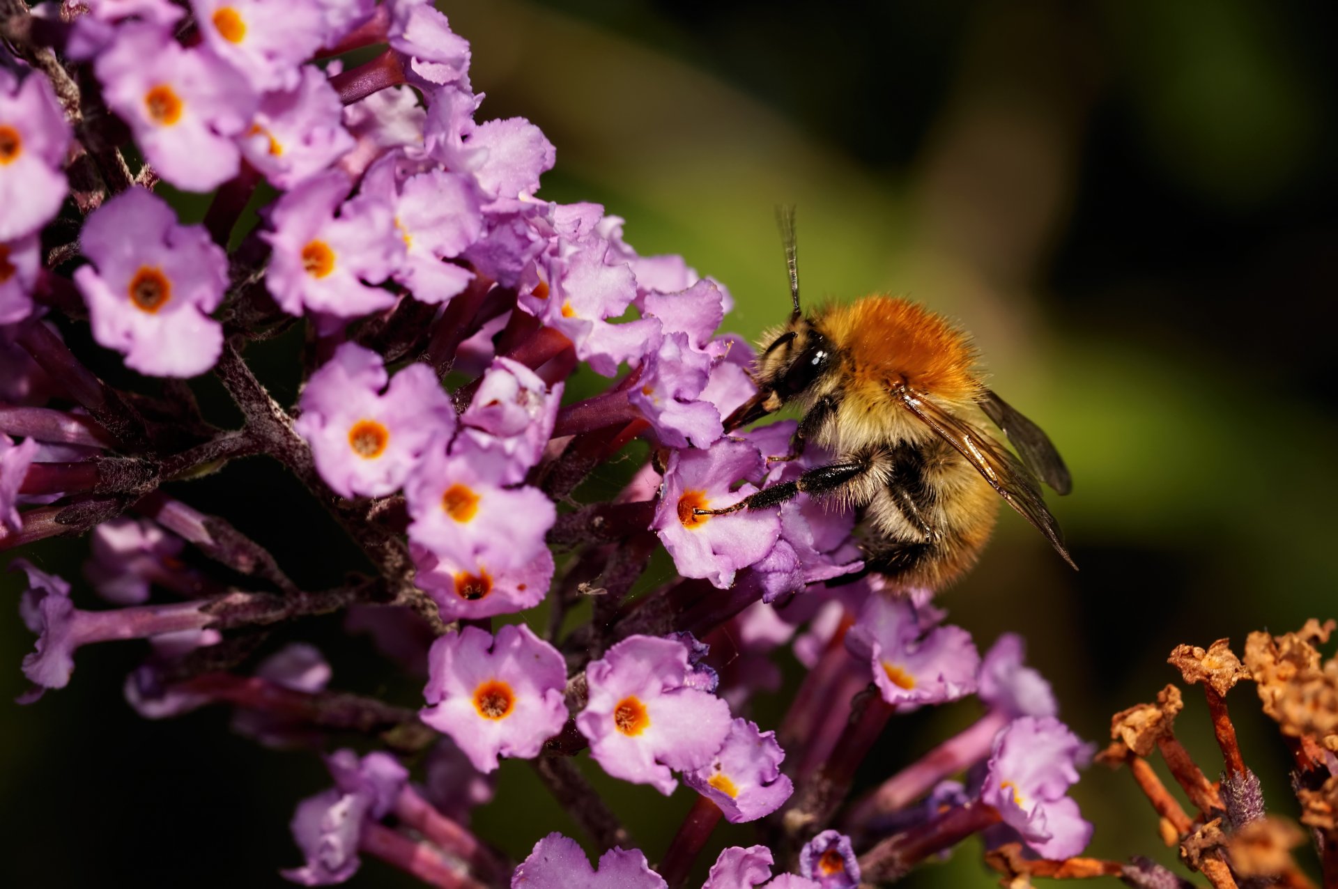 nature insect bumblebee flower close up nectar