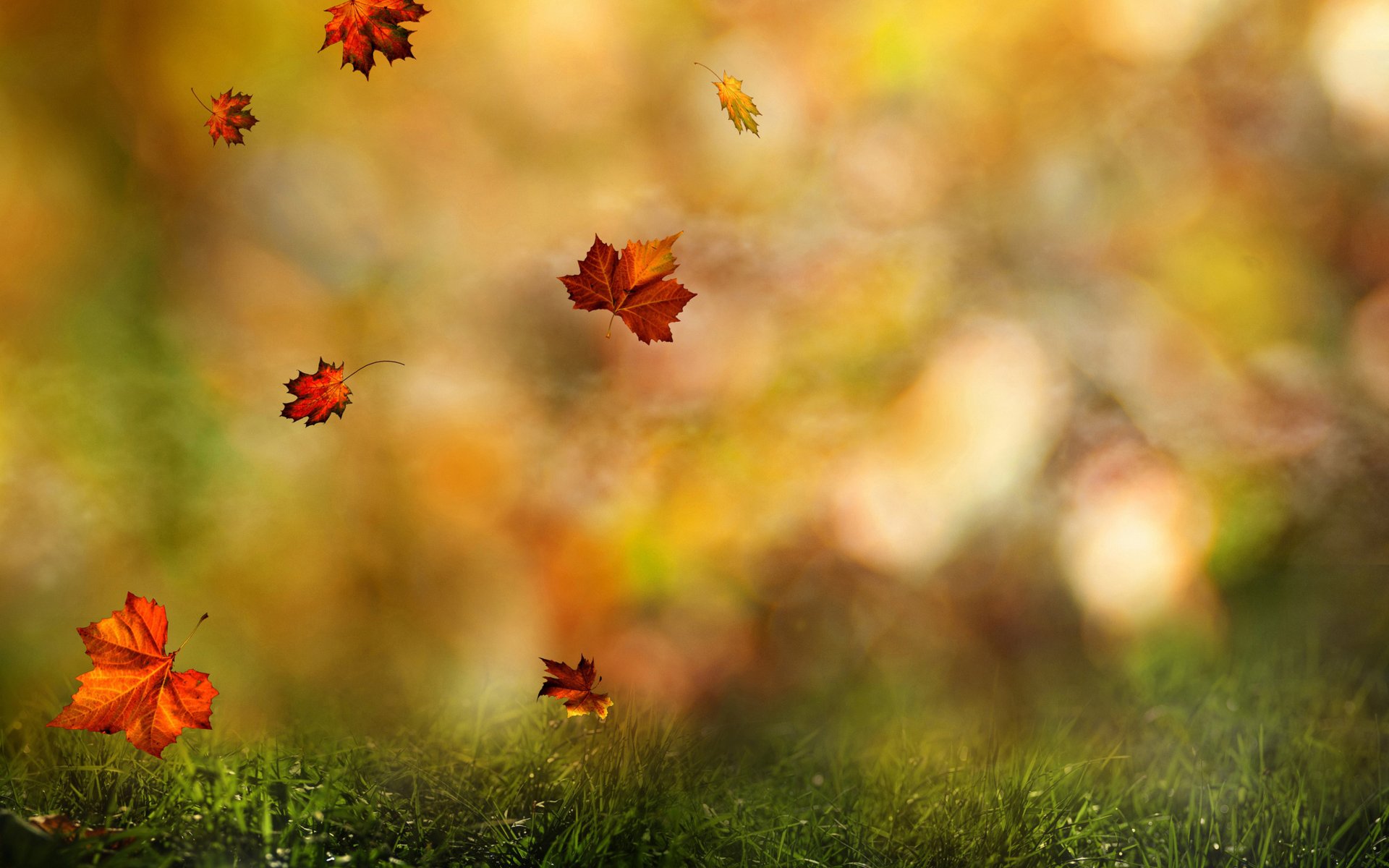 autumn forest fall leaves spinning rosa drops water grass flowers nature close up blur bokeh wallpaper.