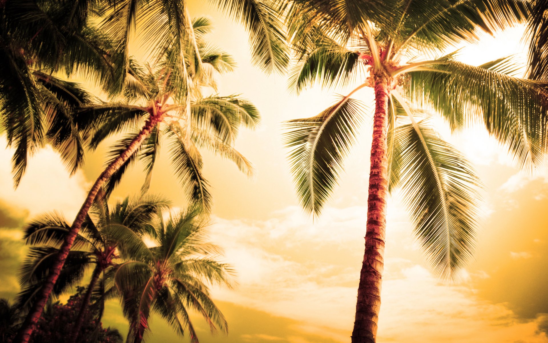 palma palm landscape nature summer night beaches coast beach ocean sea tree foliage leaves sheets leaf palms beach wallpapers beauty romance hawaii haiti tahitian the maldives islands places heat sky