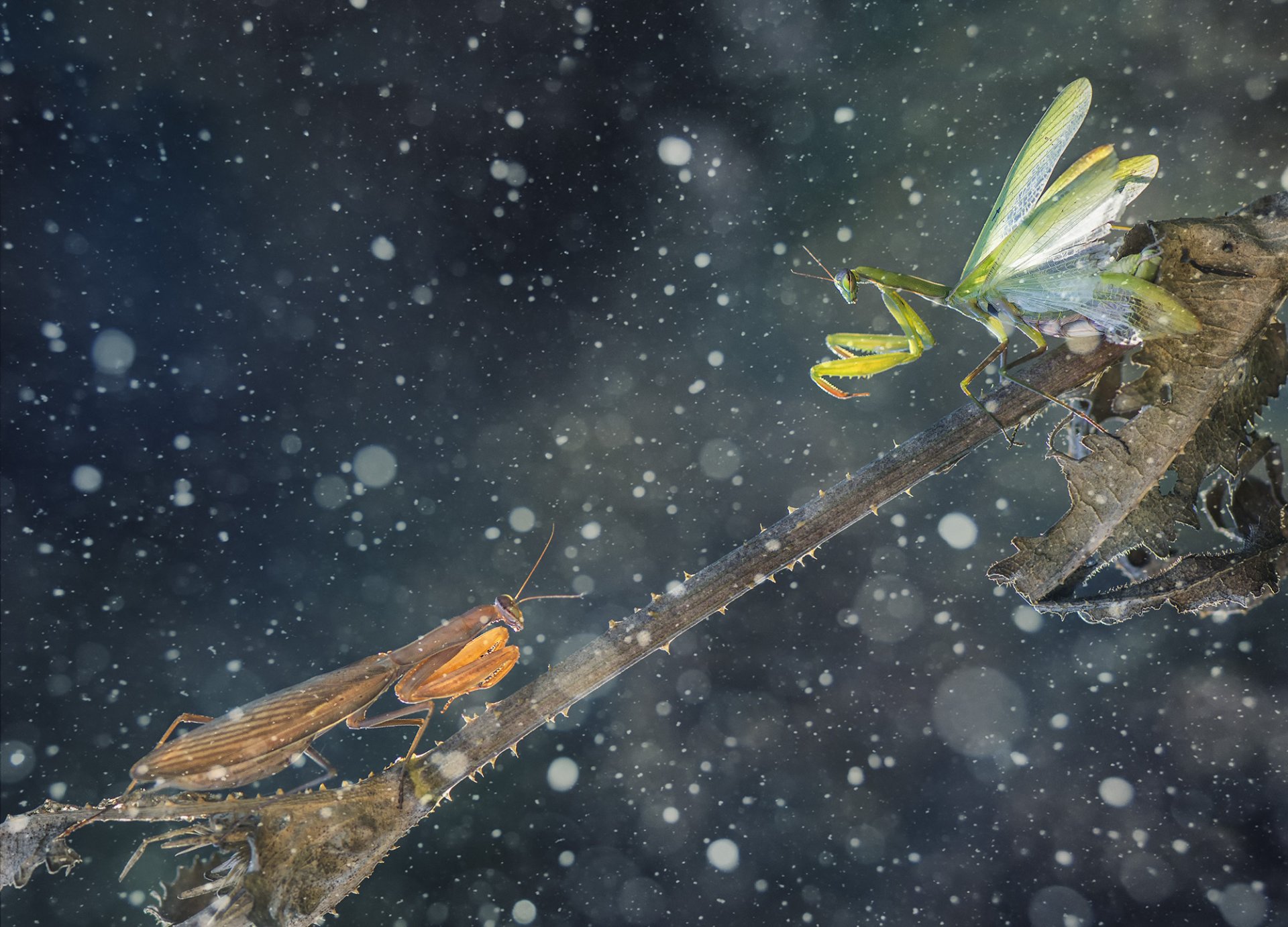 mantises brown mantis green mantis battle branch leaf thorns