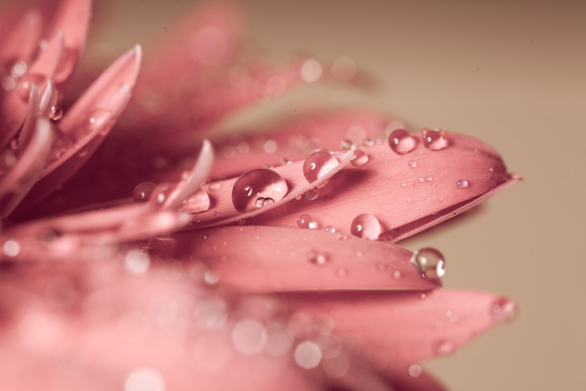 flower graceful gerbera petals rosa drops water nature close up blur bokeh wallpaper.