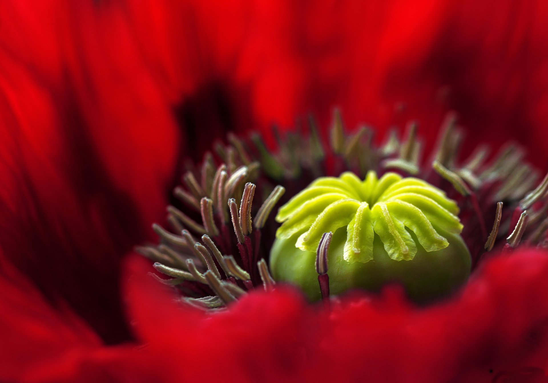 flower red poppy pestle stamens petals