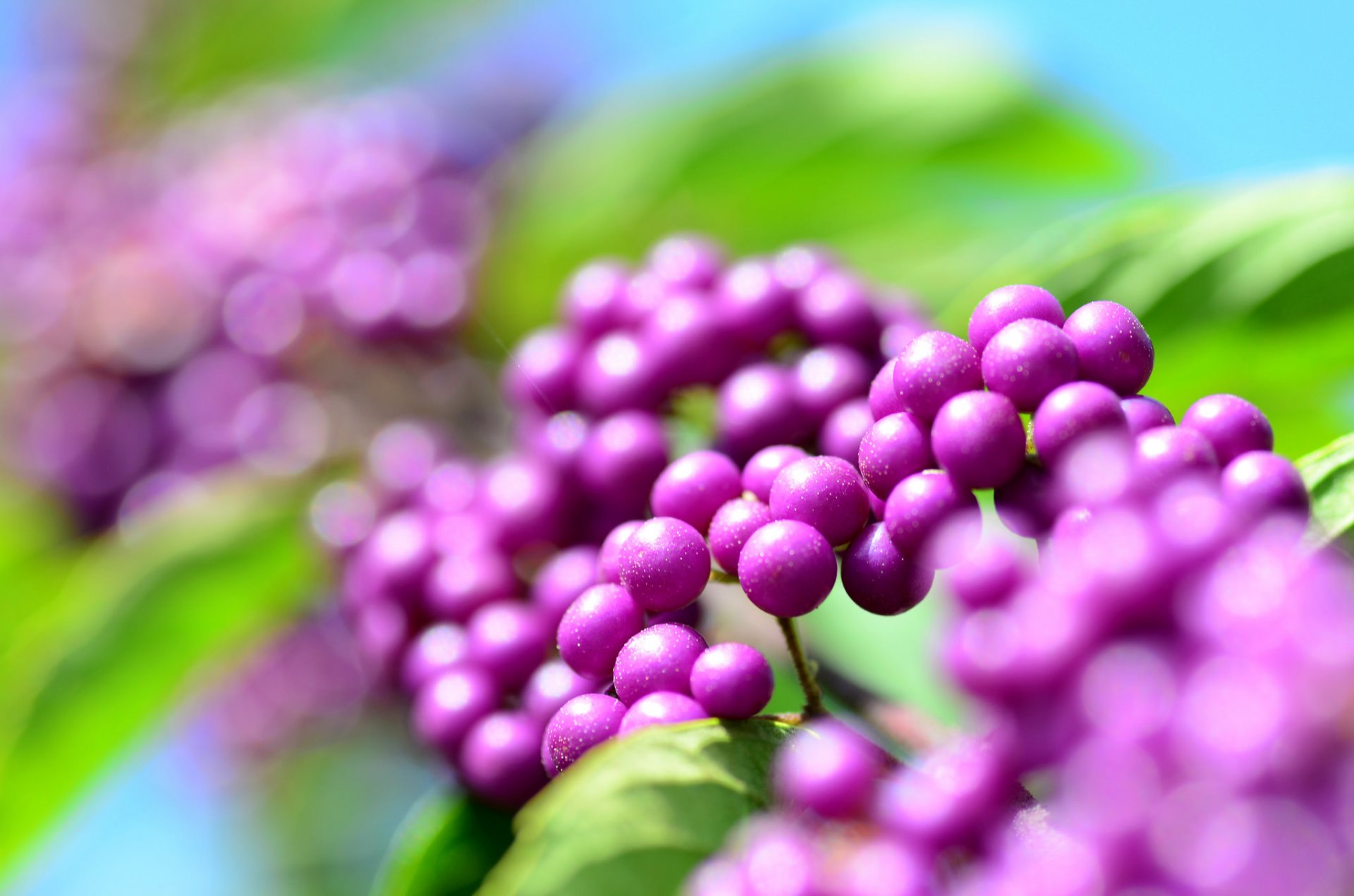 callicarpa kallikarpa berries purple droplets rosa reflections bokeh