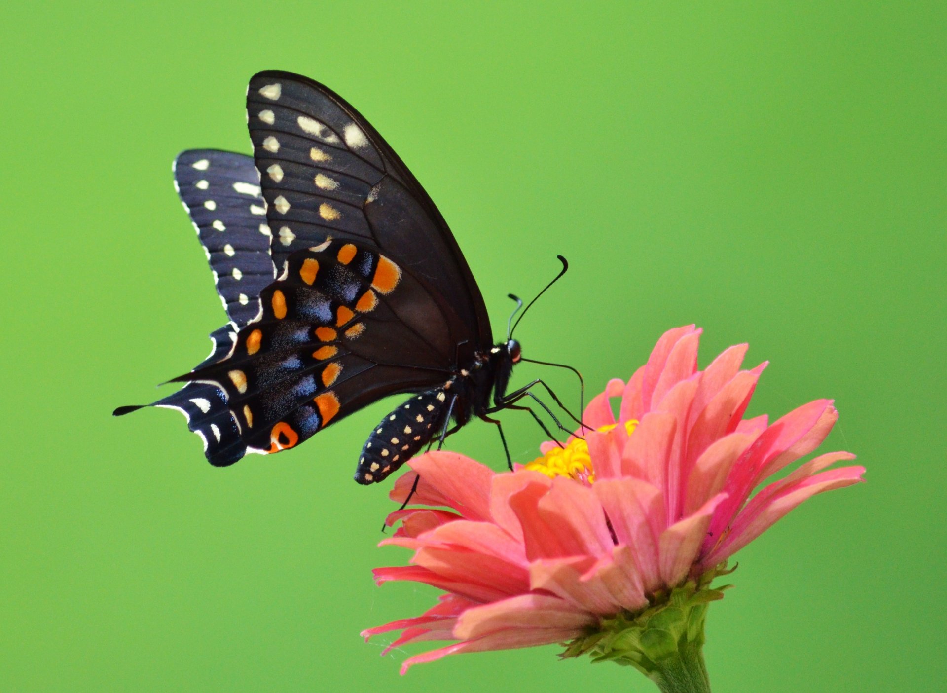 butterfly wings open wings proboscis antennae flower petals green