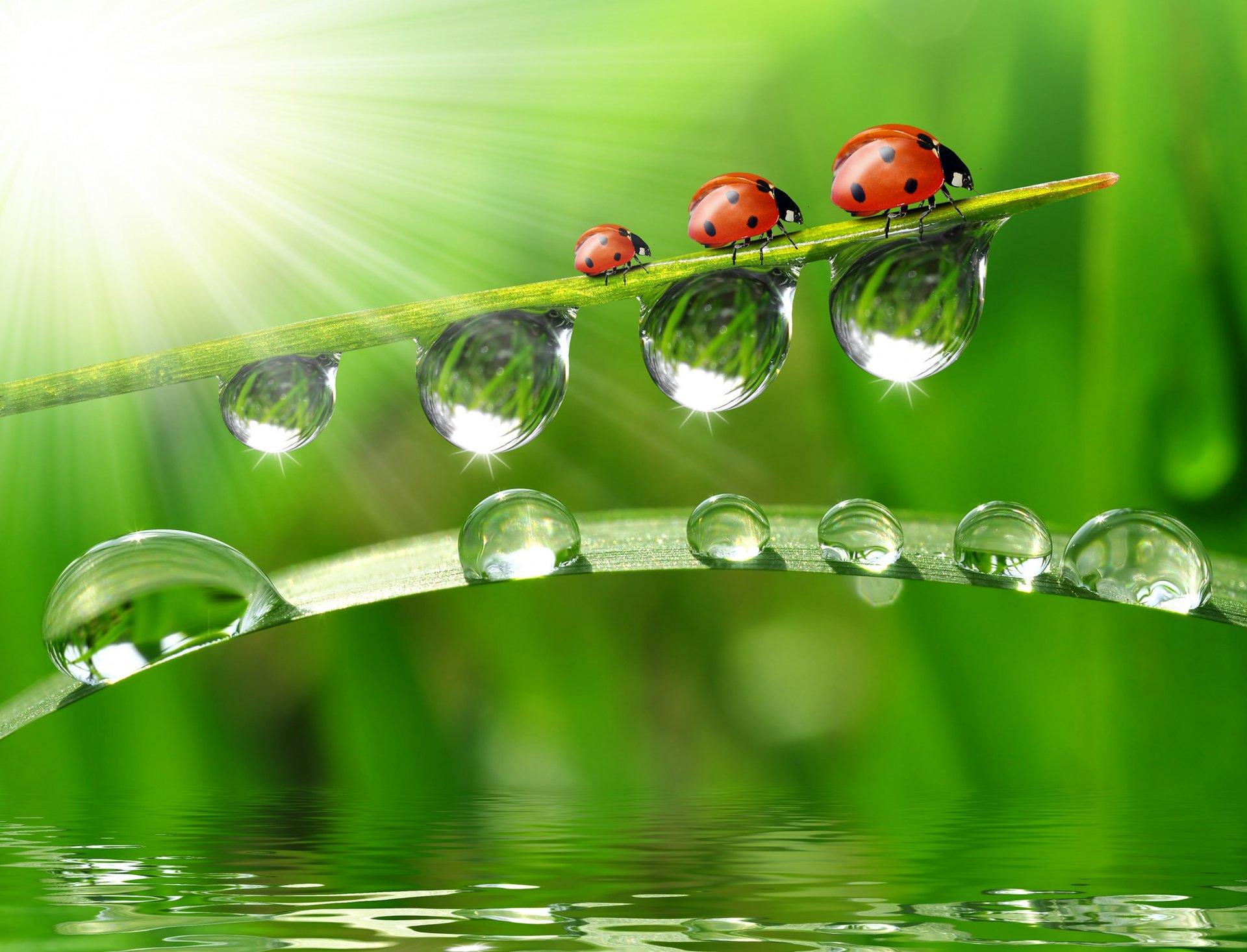 close up water reflection blade drops ladybugs