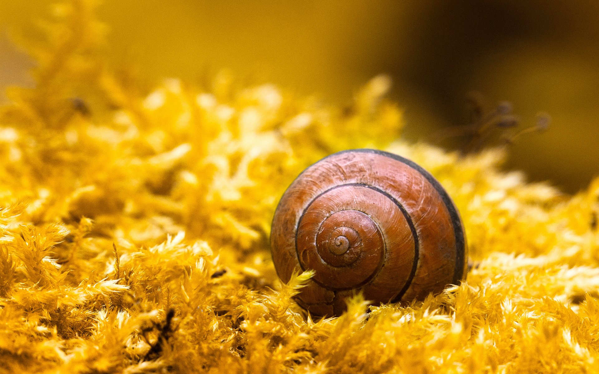 close up snail sink shell spiral plant yellow moss
