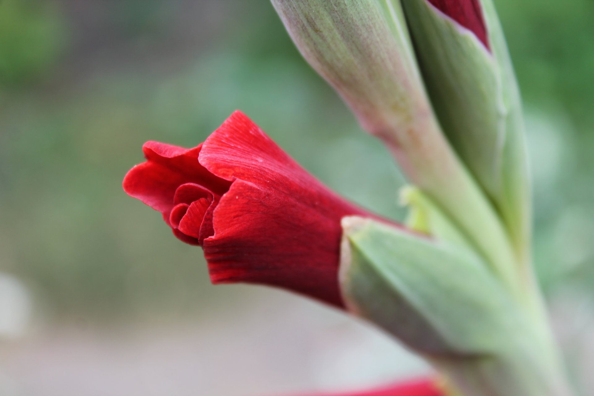 flower red bud plant plants beauty green close up gladiolus tender