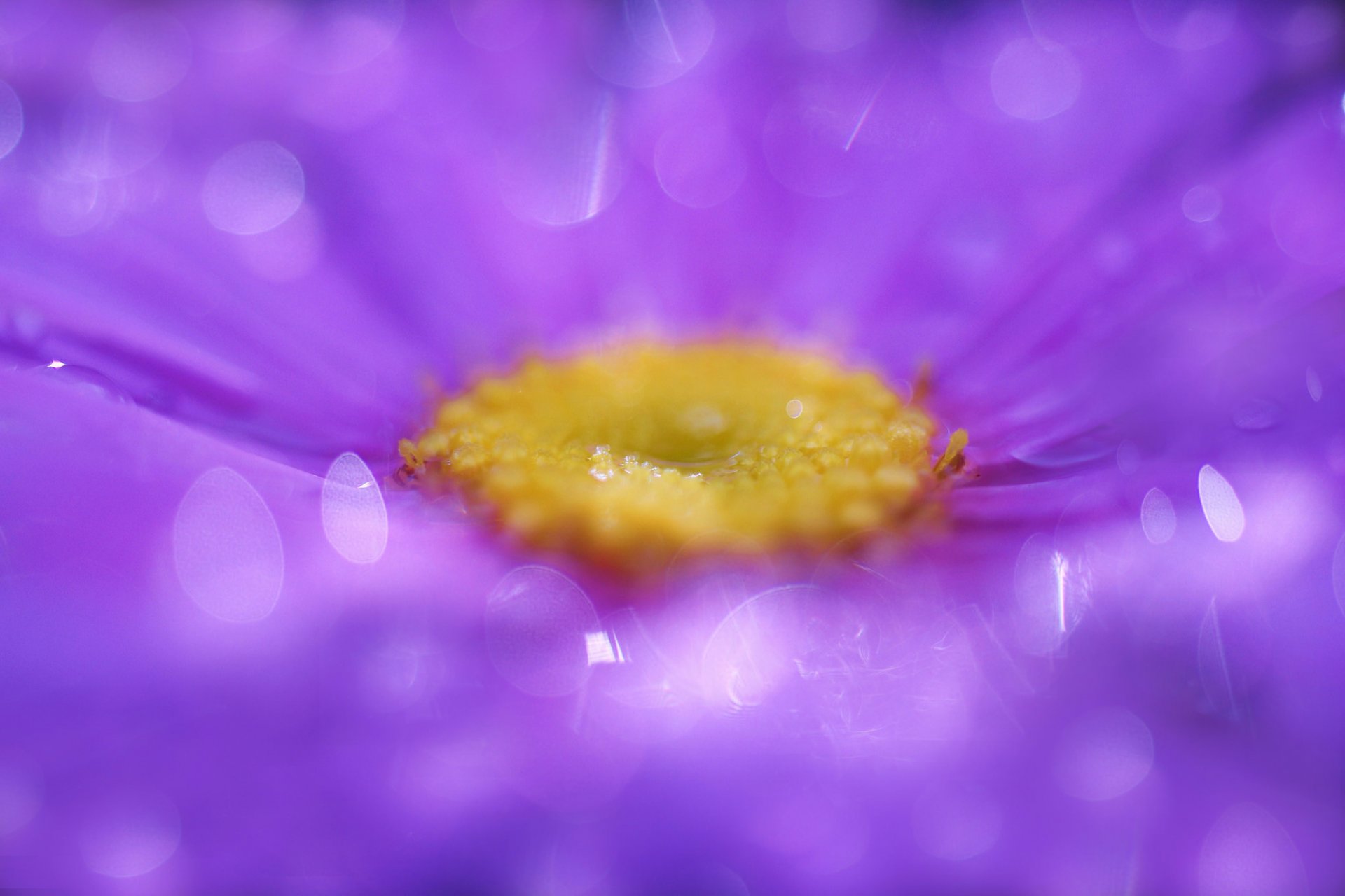 purple flower petals close up droplets reflections
