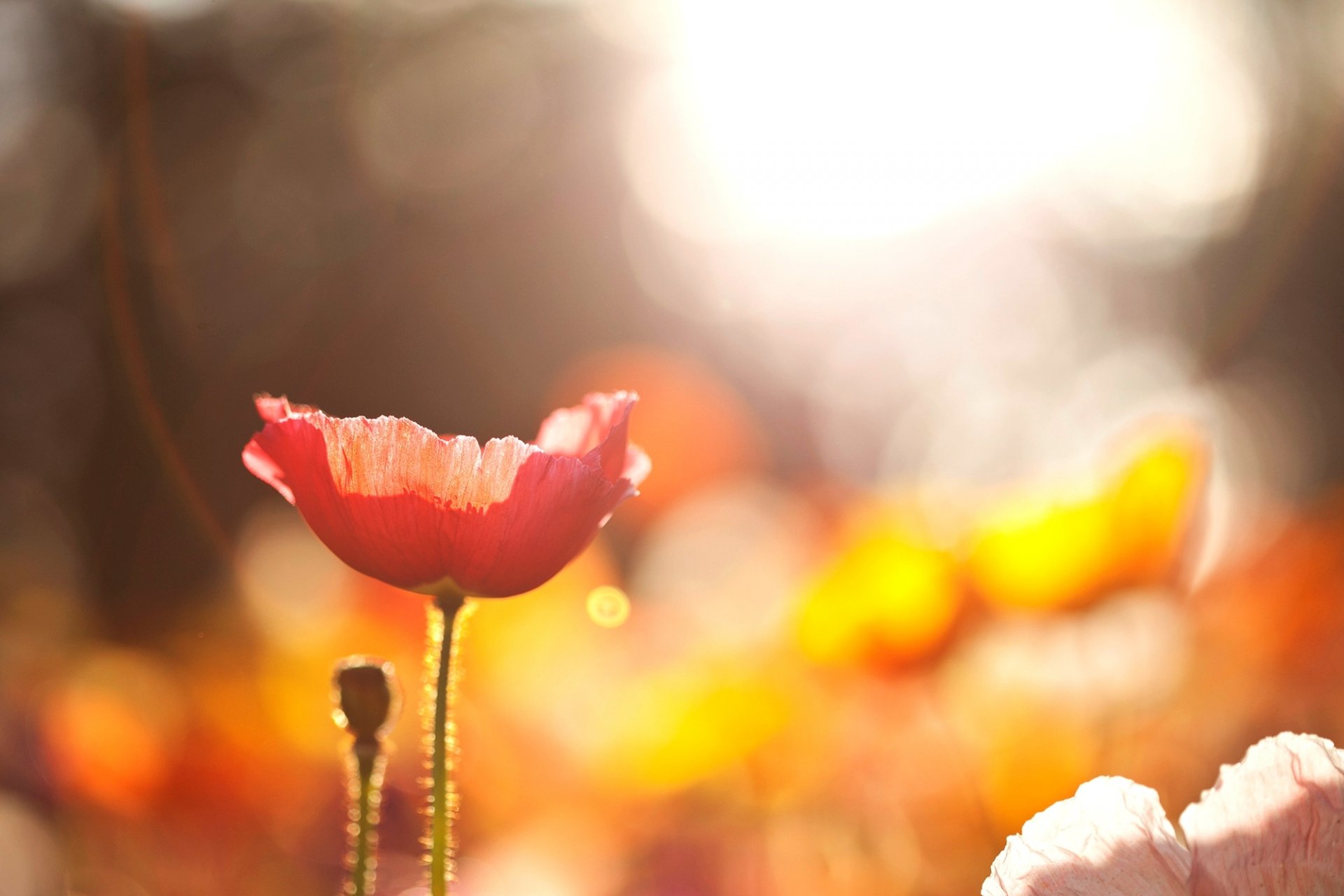 poppy flower red the field nature close up light sun bokeh