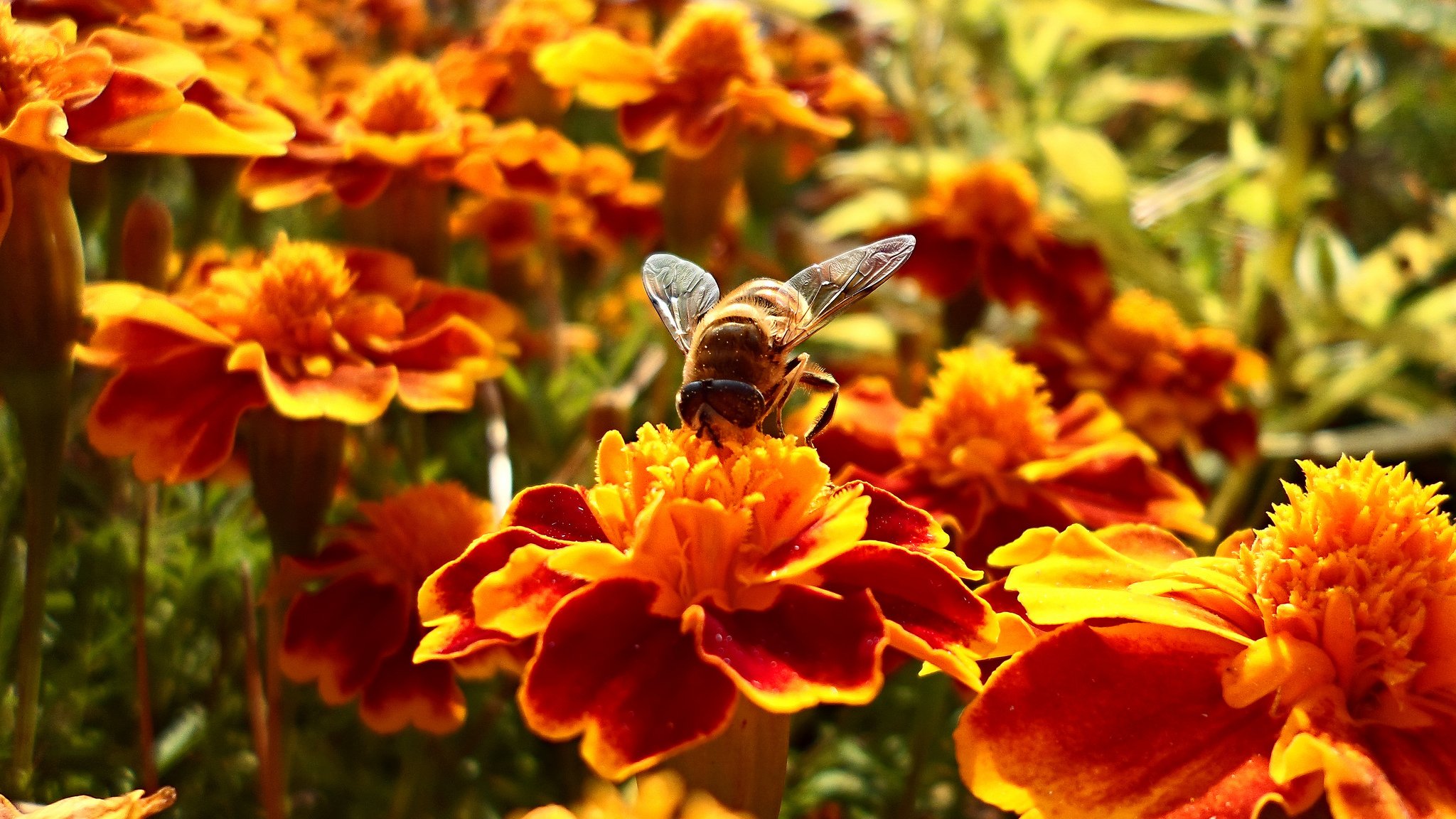 summer flower bee collects nectar 5-12 seconds shipping to the hive occupies 15minutes bokeh wallpaper.